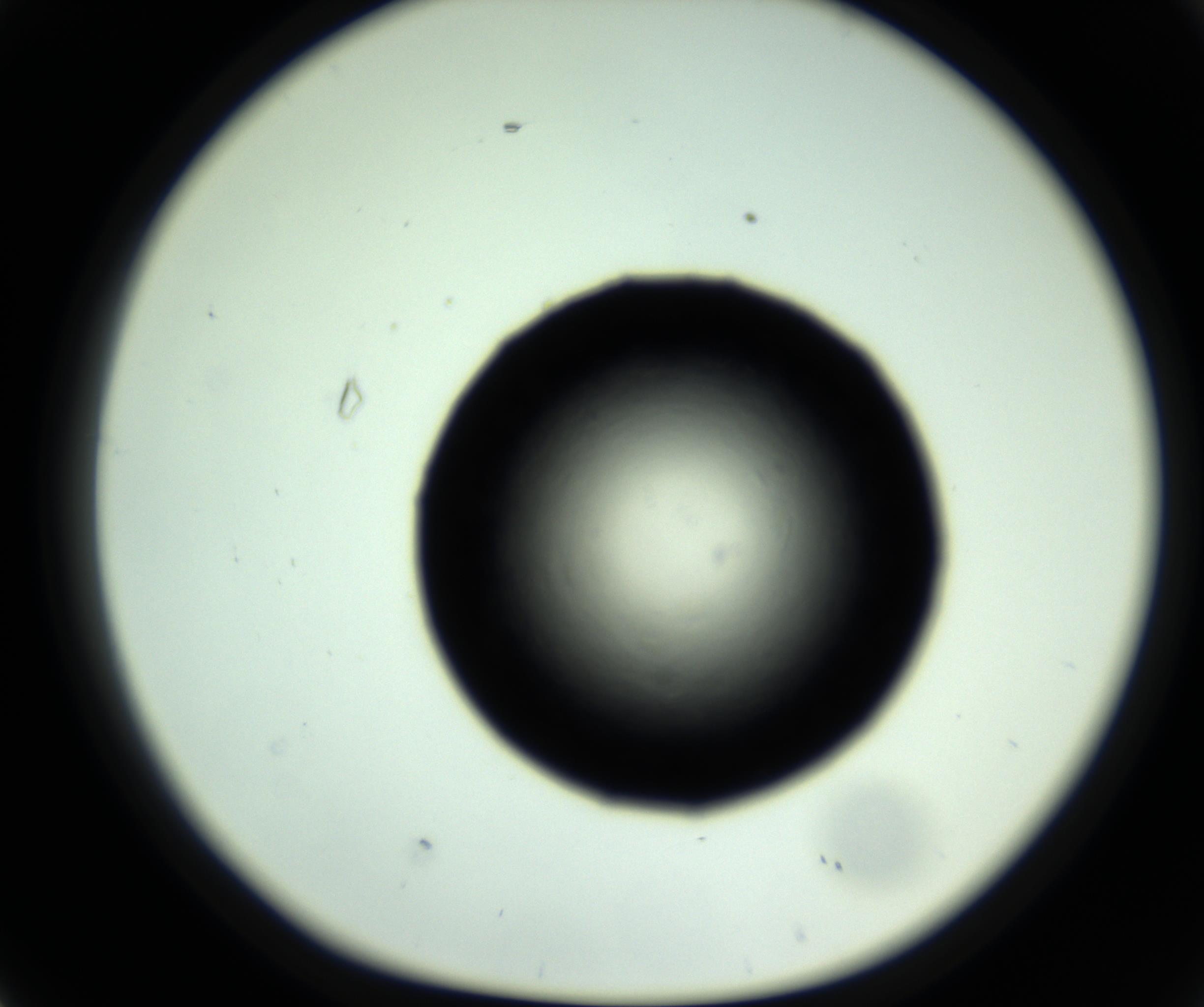 RI01_03_000_0212_Proj1_Clon1_MC_0000MC102717_007_161011_02_04_01_00_98_002_001_RAI.jpg