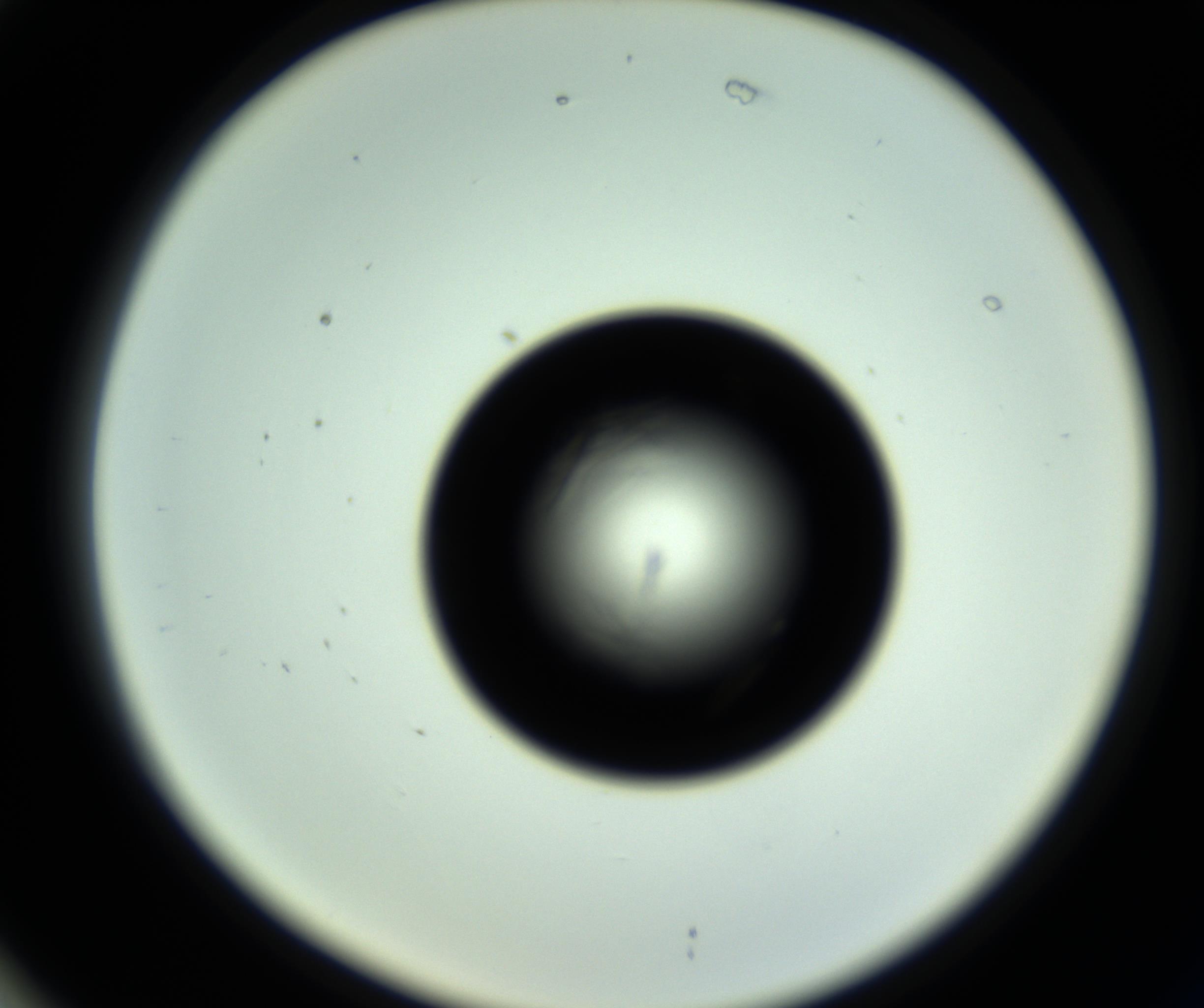 RI01_03_000_0212_Proj1_Clon1_MC_0000MC102717_007_161011_02_07_02_00_98_002_001_RAI.jpg