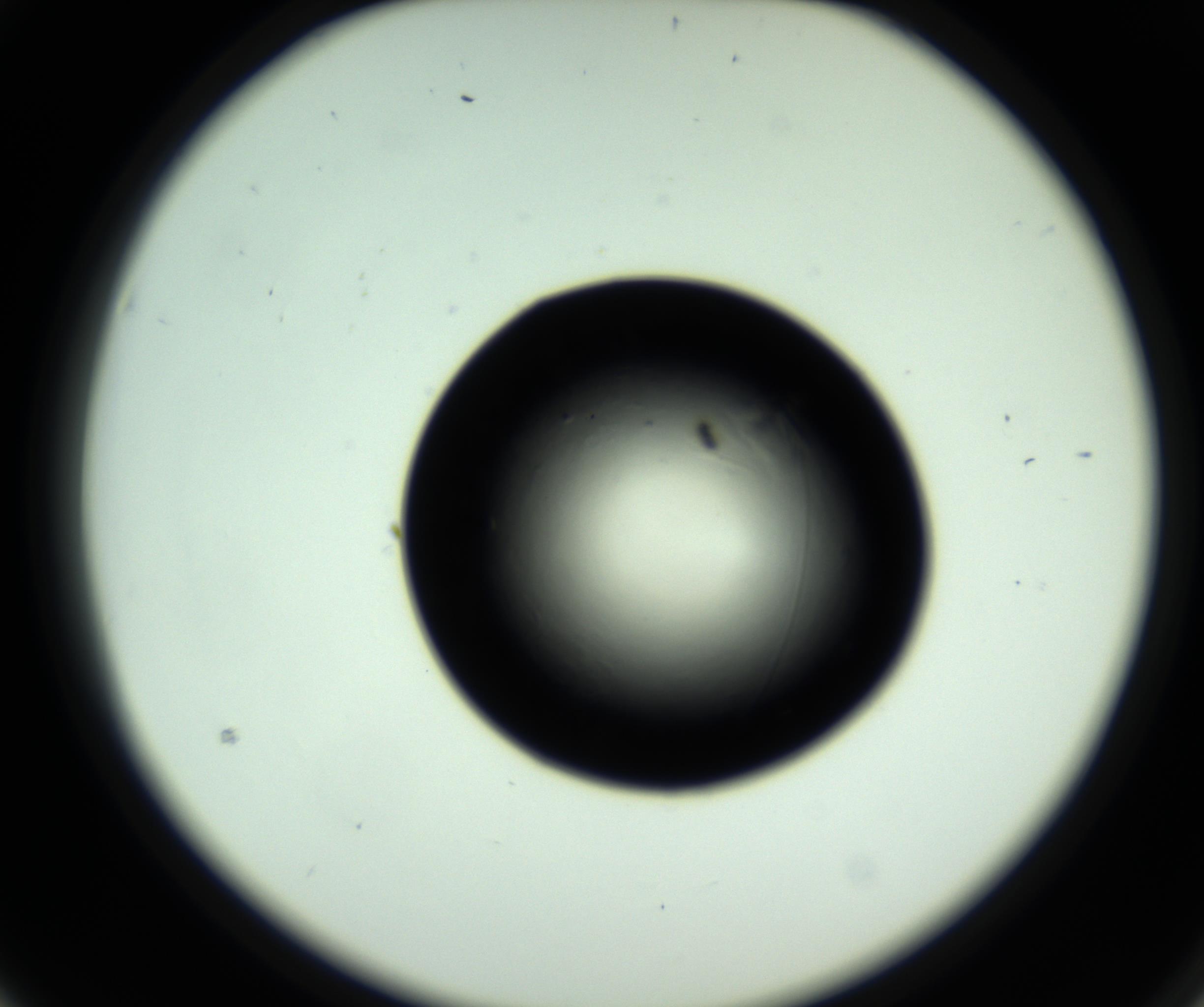 RI01_03_000_0212_Proj1_Clon1_MC_0000MC102717_007_161011_03_02_02_00_98_002_001_RAI.jpg