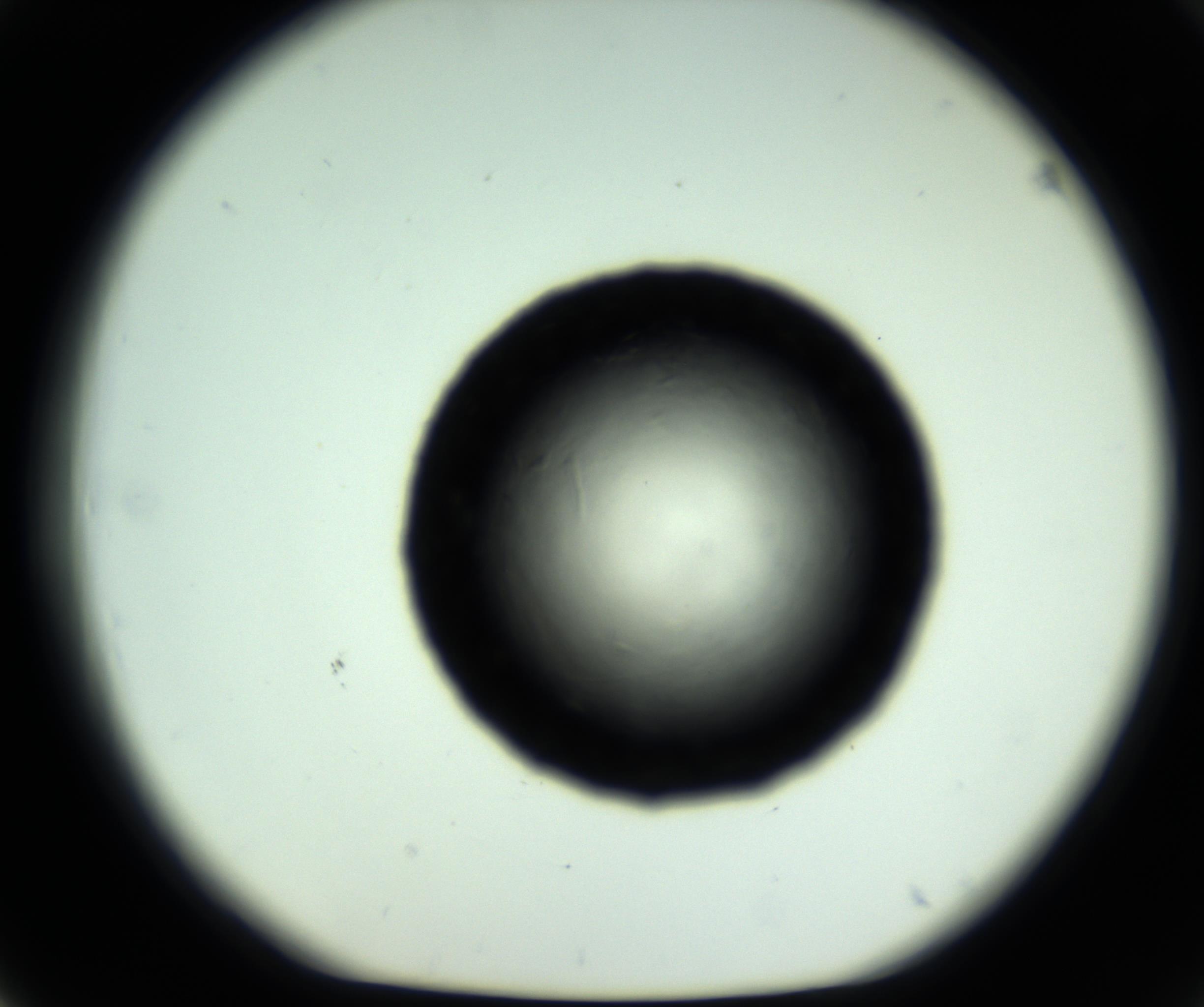 RI01_03_000_0212_Proj1_Clon1_MC_0000MC102717_007_161011_03_04_01_00_98_002_001_RAI.jpg