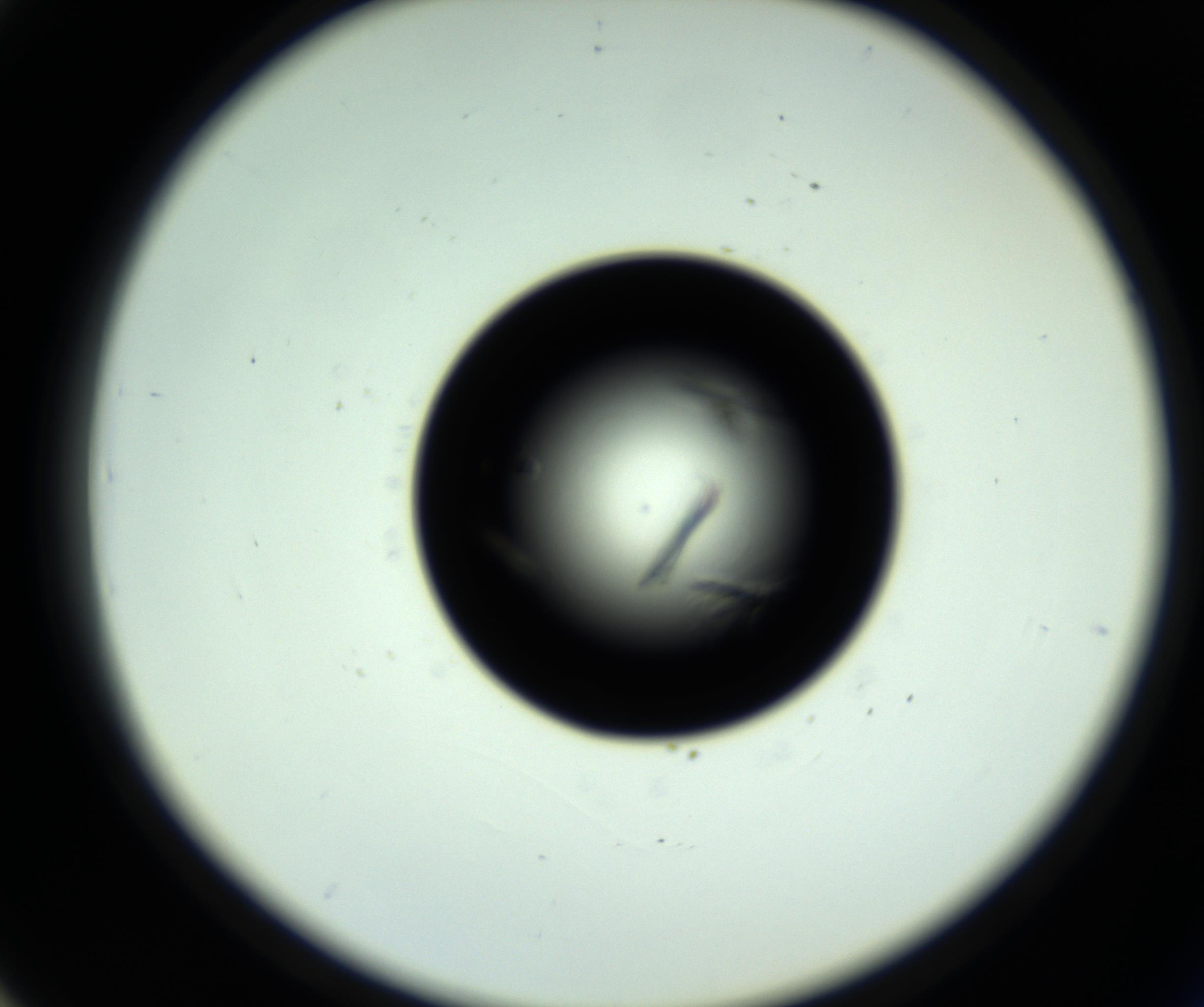 RI01_03_000_0212_Proj1_Clon1_MC_0000MC102717_007_161011_03_04_02_00_98_002_001_RAI.jpg