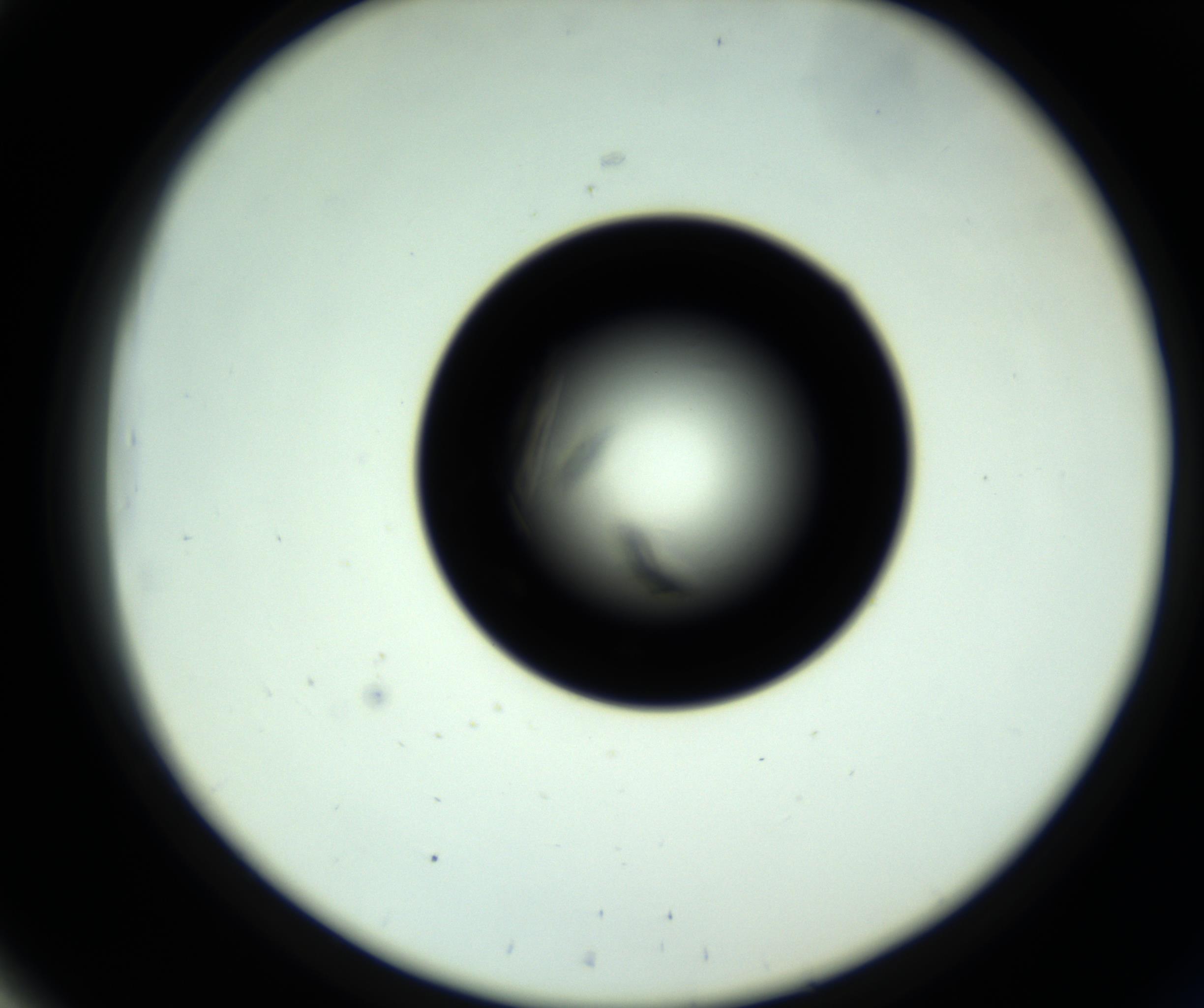RI01_03_000_0212_Proj1_Clon1_MC_0000MC102717_007_161011_03_05_02_00_98_002_001_RAI.jpg