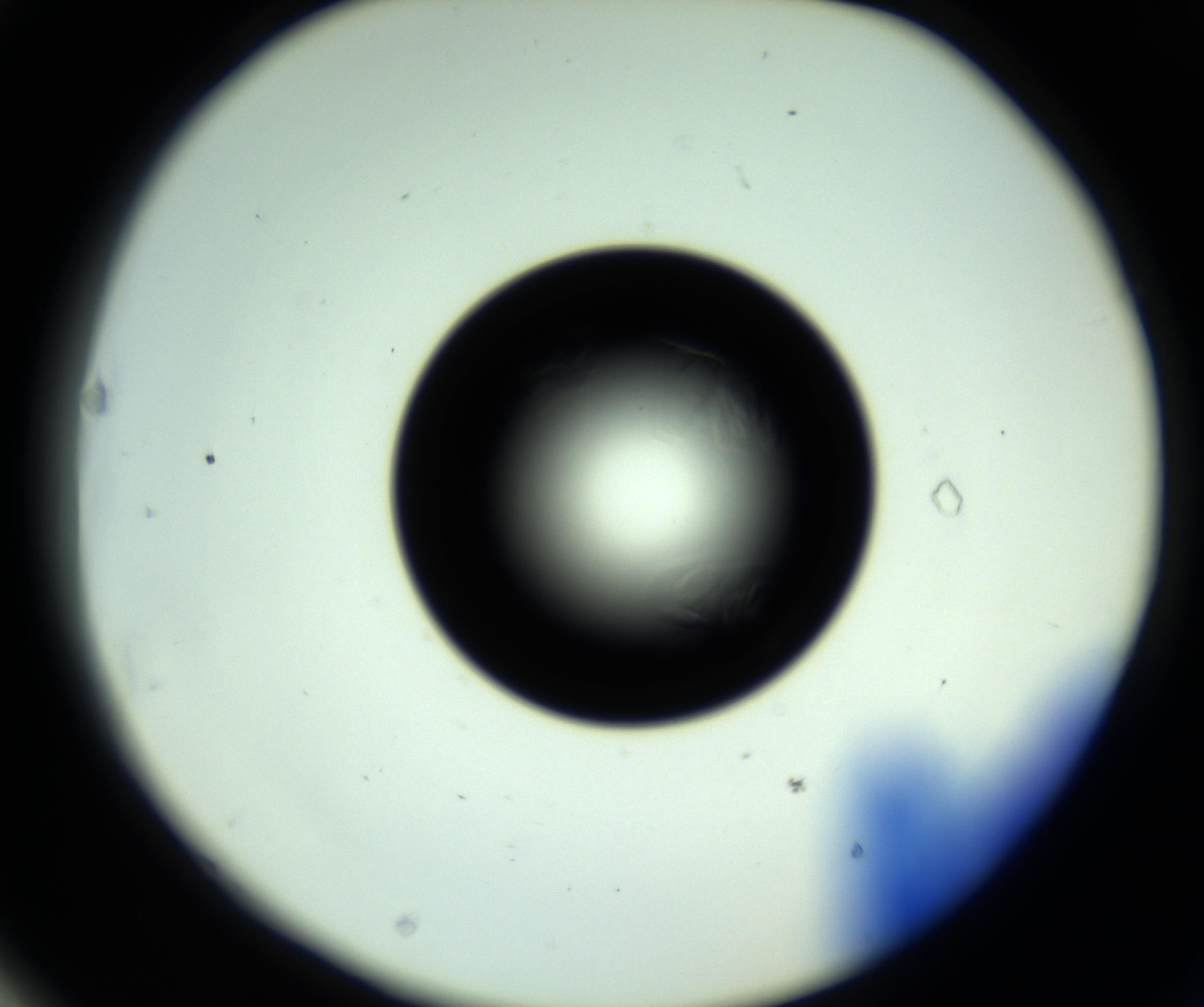 RI01_03_000_0212_Proj1_Clon1_MC_0000MC102717_007_161011_03_06_02_00_98_002_001_RAI.jpg