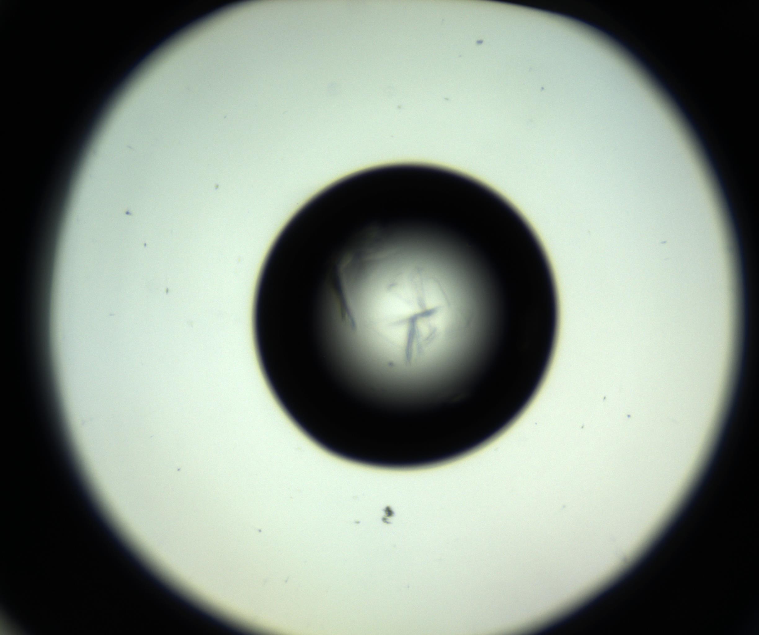 RI01_03_000_0212_Proj1_Clon1_MC_0000MC102717_007_161011_03_07_02_00_98_002_001_RAI.jpg