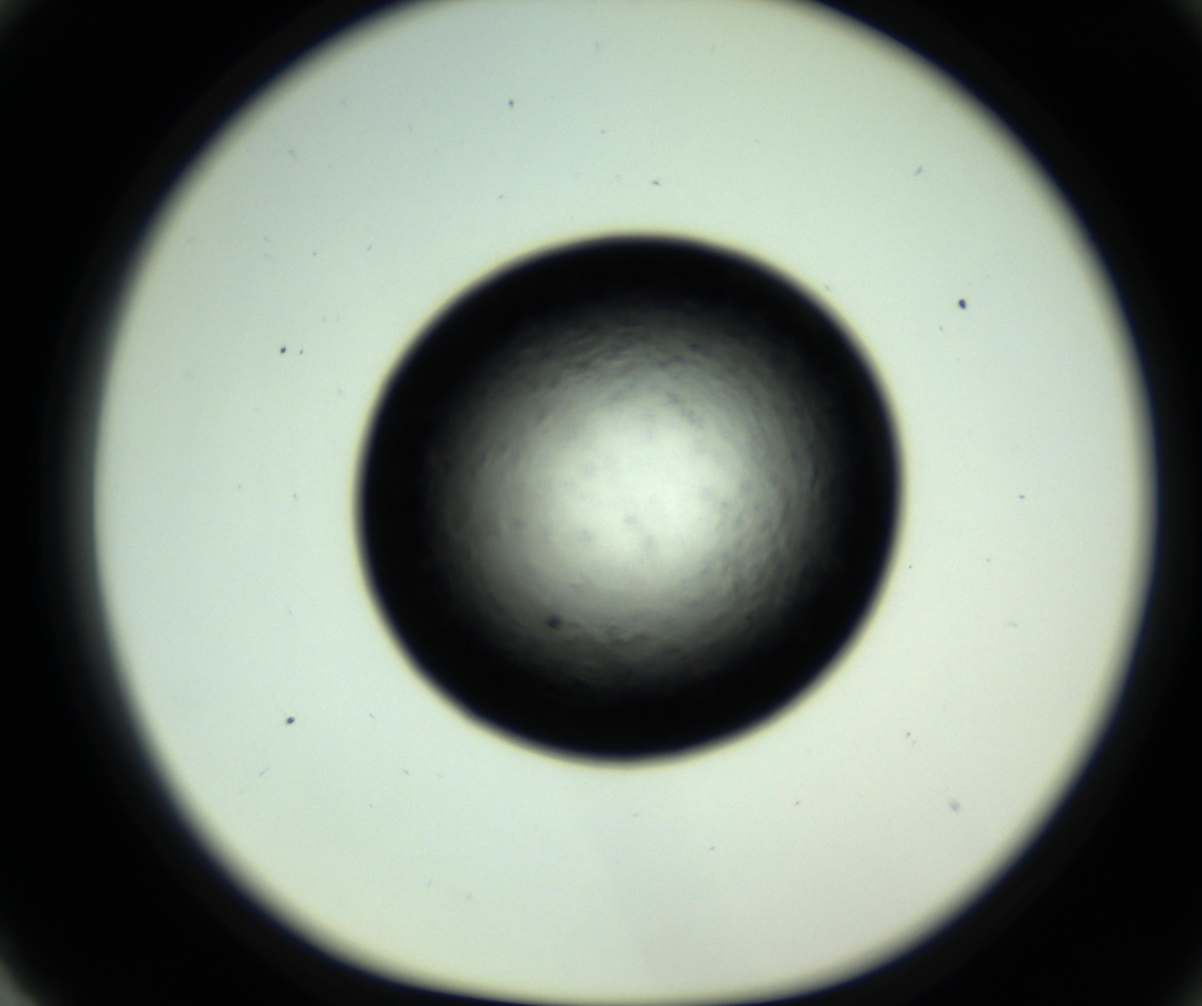 RI01_03_000_0212_Proj1_Clon1_MC_0000MC102717_007_161011_03_08_01_00_98_002_001_RAI.jpg