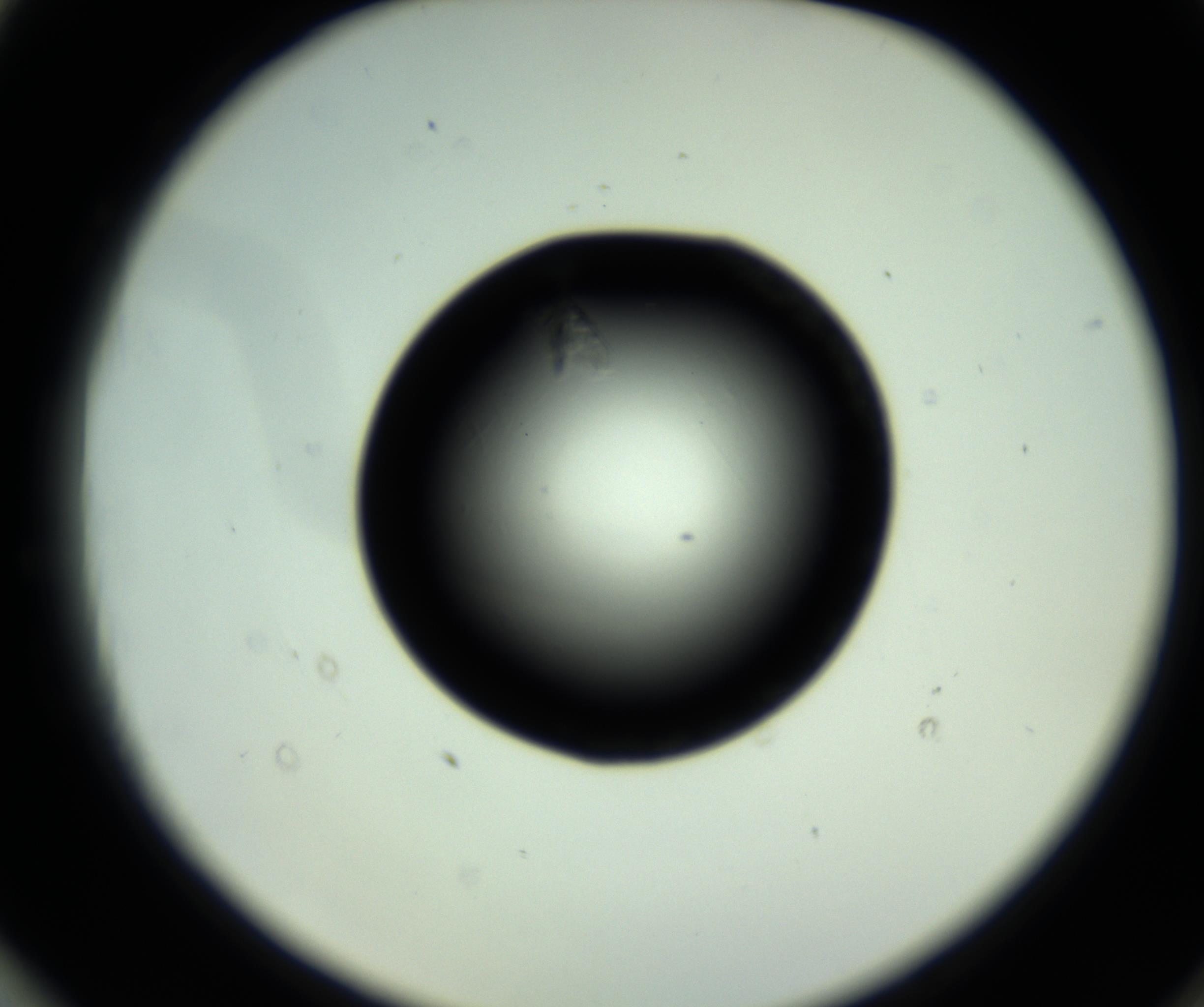 RI01_03_000_0212_Proj1_Clon1_MC_0000MC102717_007_161011_03_08_02_00_98_002_001_RAI.jpg