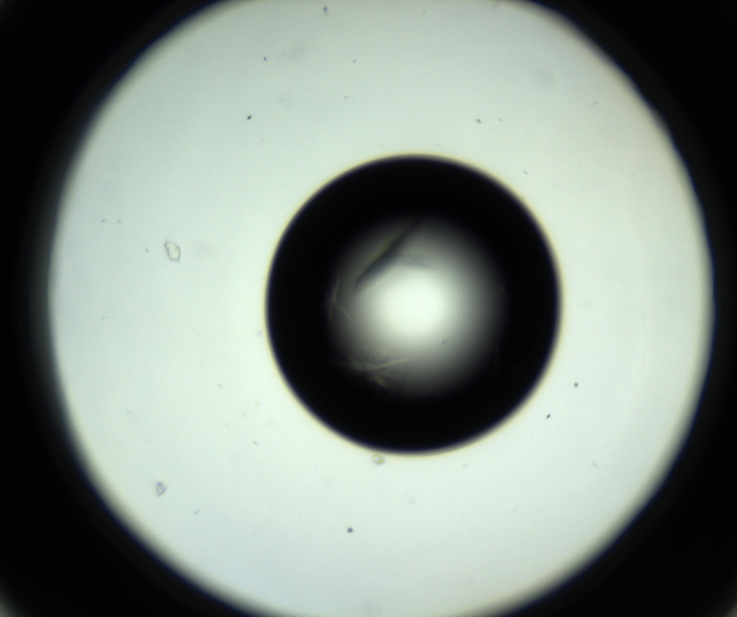 RI01_03_000_0212_Proj1_Clon1_MC_0000MC102717_007_161011_04_04_02_00_98_002_001_RAI.jpg
