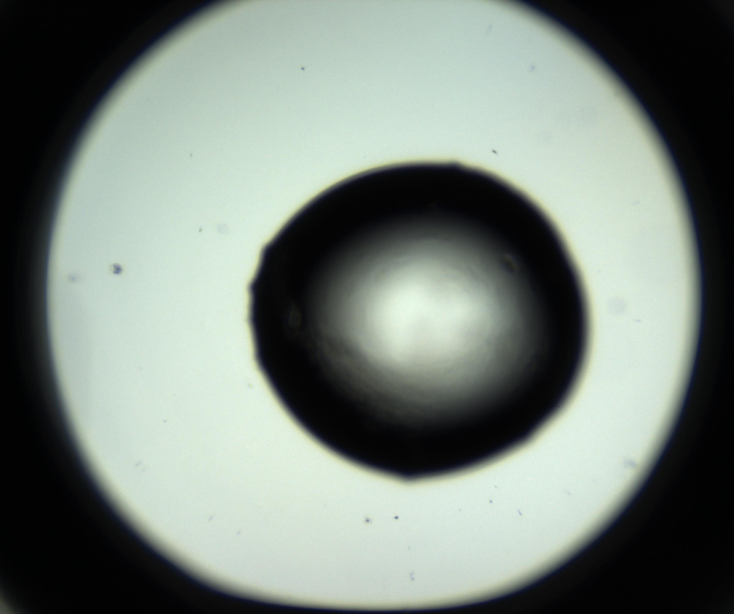 RI01_03_000_0212_Proj1_Clon1_MC_0000MC102717_007_161011_04_05_01_00_98_002_001_RAI.jpg