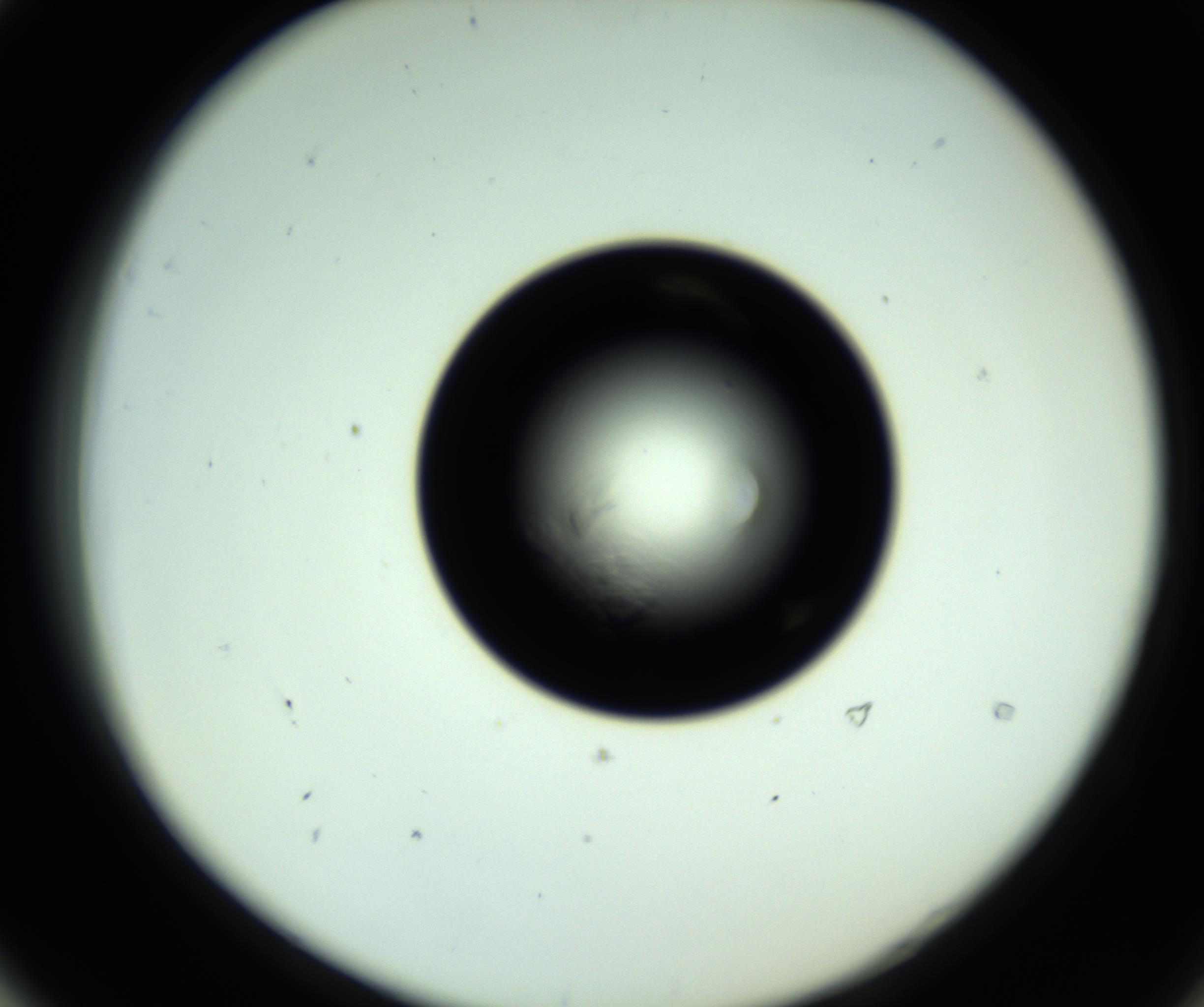 RI01_03_000_0212_Proj1_Clon1_MC_0000MC102717_007_161011_04_05_02_00_98_002_001_RAI.jpg