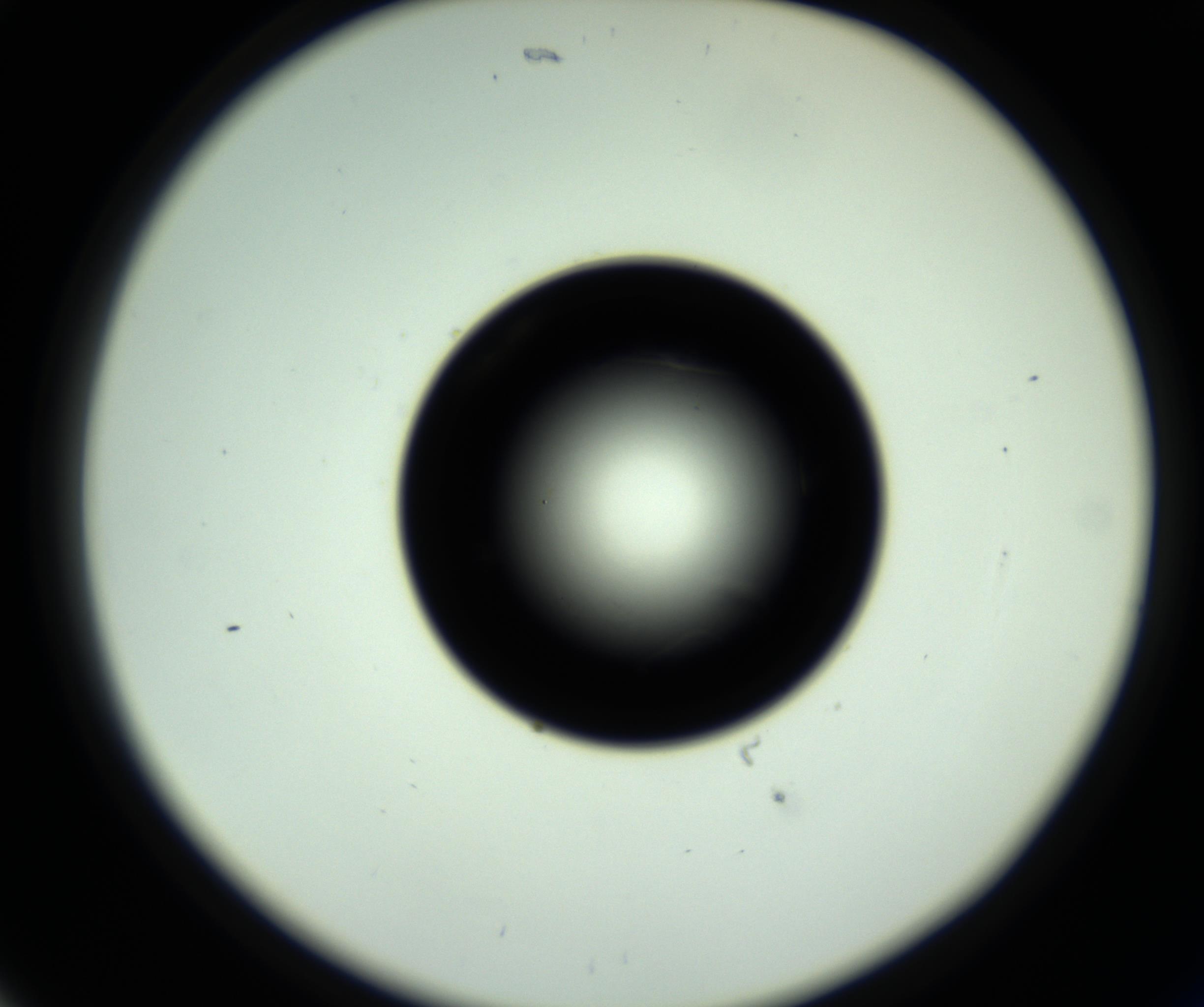 RI01_03_000_0212_Proj1_Clon1_MC_0000MC102717_007_161011_05_02_02_00_98_002_001_RAI.jpg