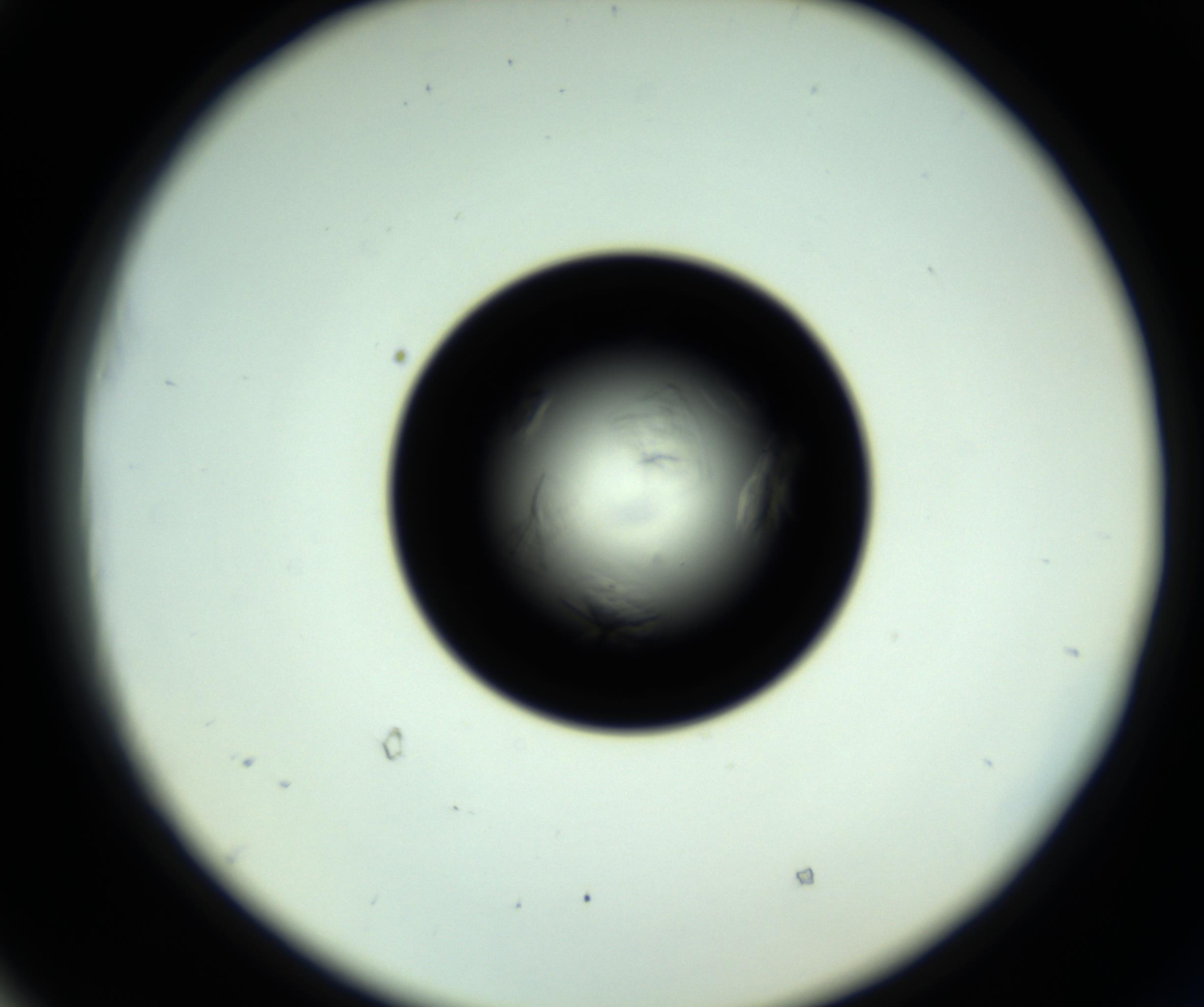 RI01_03_000_0212_Proj1_Clon1_MC_0000MC102717_007_161011_05_05_02_00_98_002_001_RAI.jpg