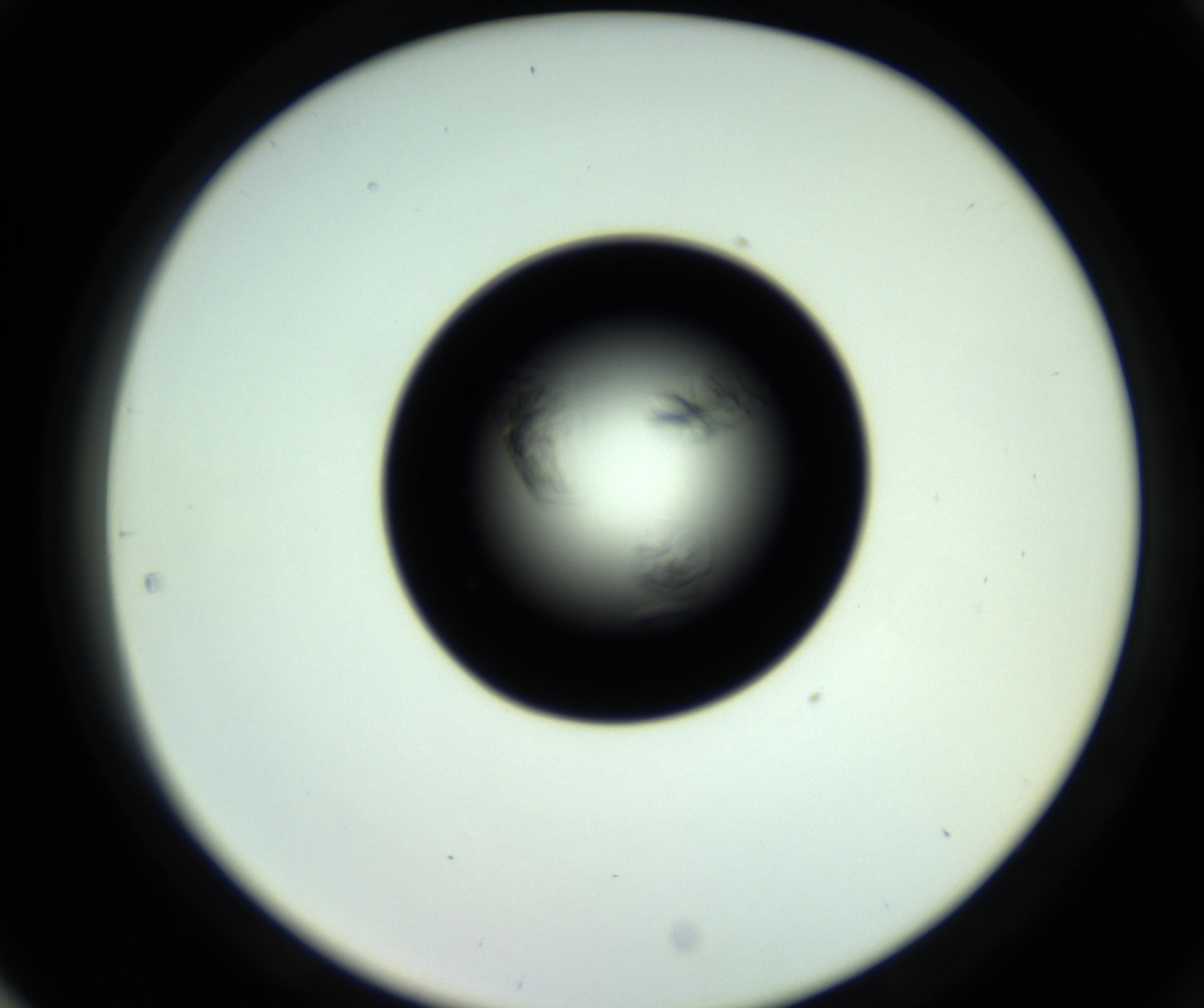 RI01_03_000_0212_Proj1_Clon1_MC_0000MC102717_007_161011_05_08_02_00_98_002_001_RAI.jpg