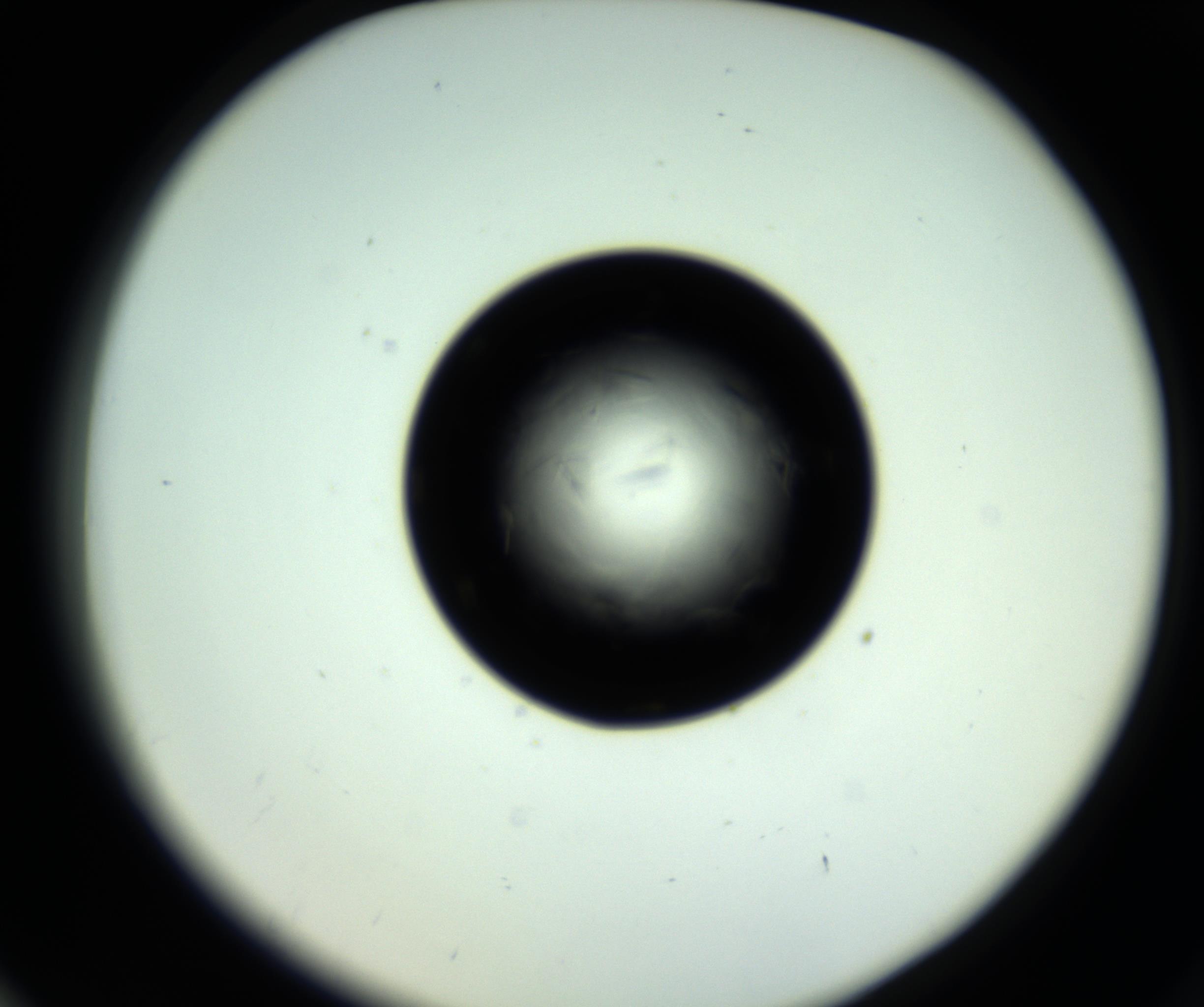 RI01_03_000_0212_Proj1_Clon1_MC_0000MC102717_007_161011_06_07_02_00_98_002_001_RAI.jpg