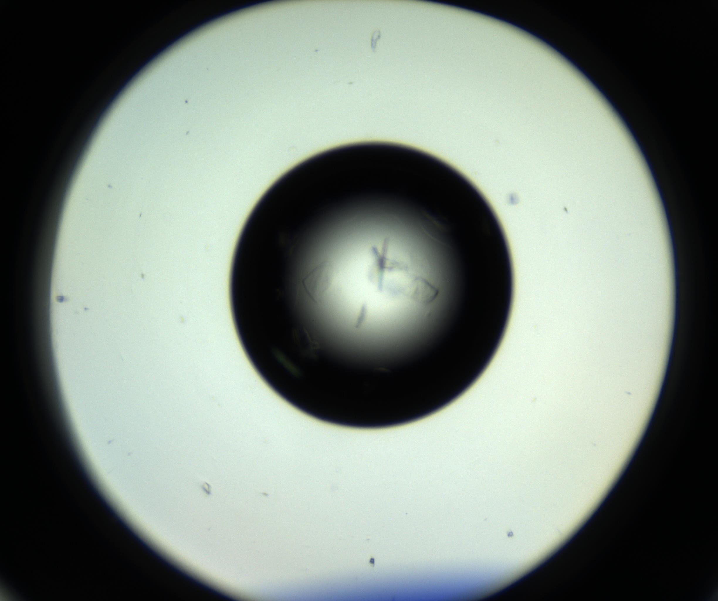 RI01_03_000_0212_Proj1_Clon1_MC_0000MC102717_007_161011_06_08_02_00_98_002_001_RAI.jpg
