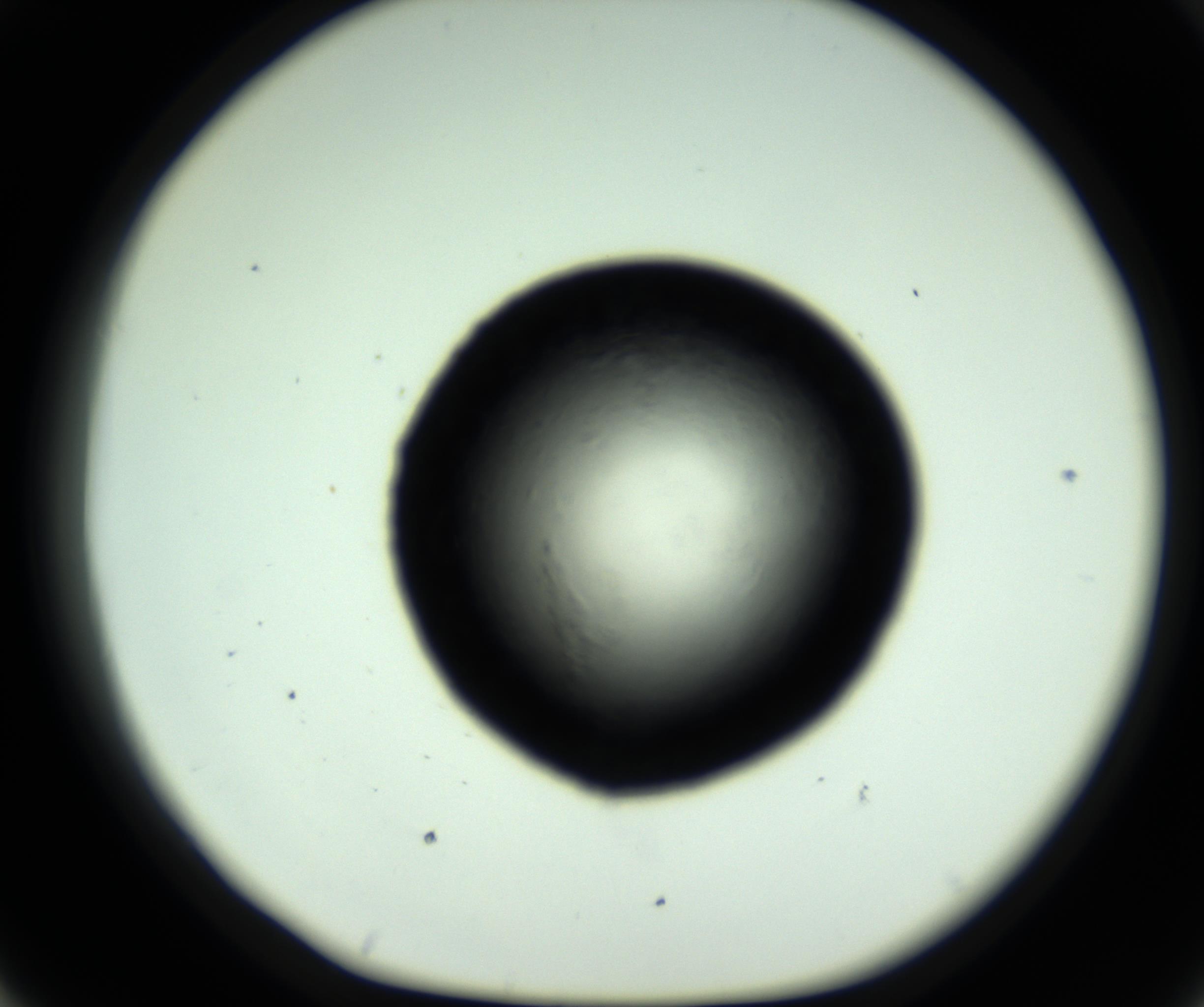 RI01_03_000_0212_Proj1_Clon1_MC_0000MC102717_007_161011_07_04_01_00_98_002_001_RAI.jpg