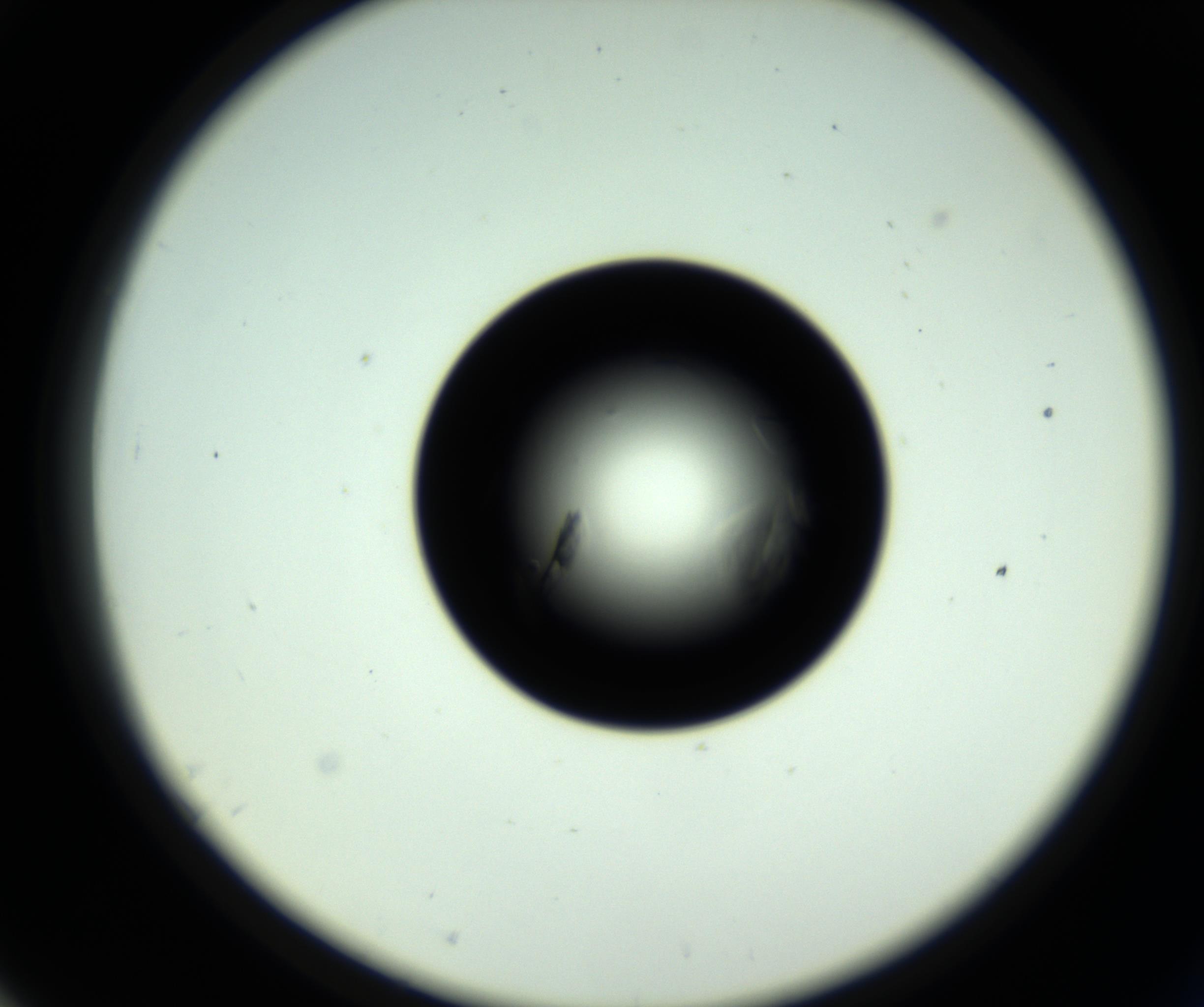 RI01_03_000_0212_Proj1_Clon1_MC_0000MC102717_007_161011_07_05_02_00_98_002_001_RAI.jpg