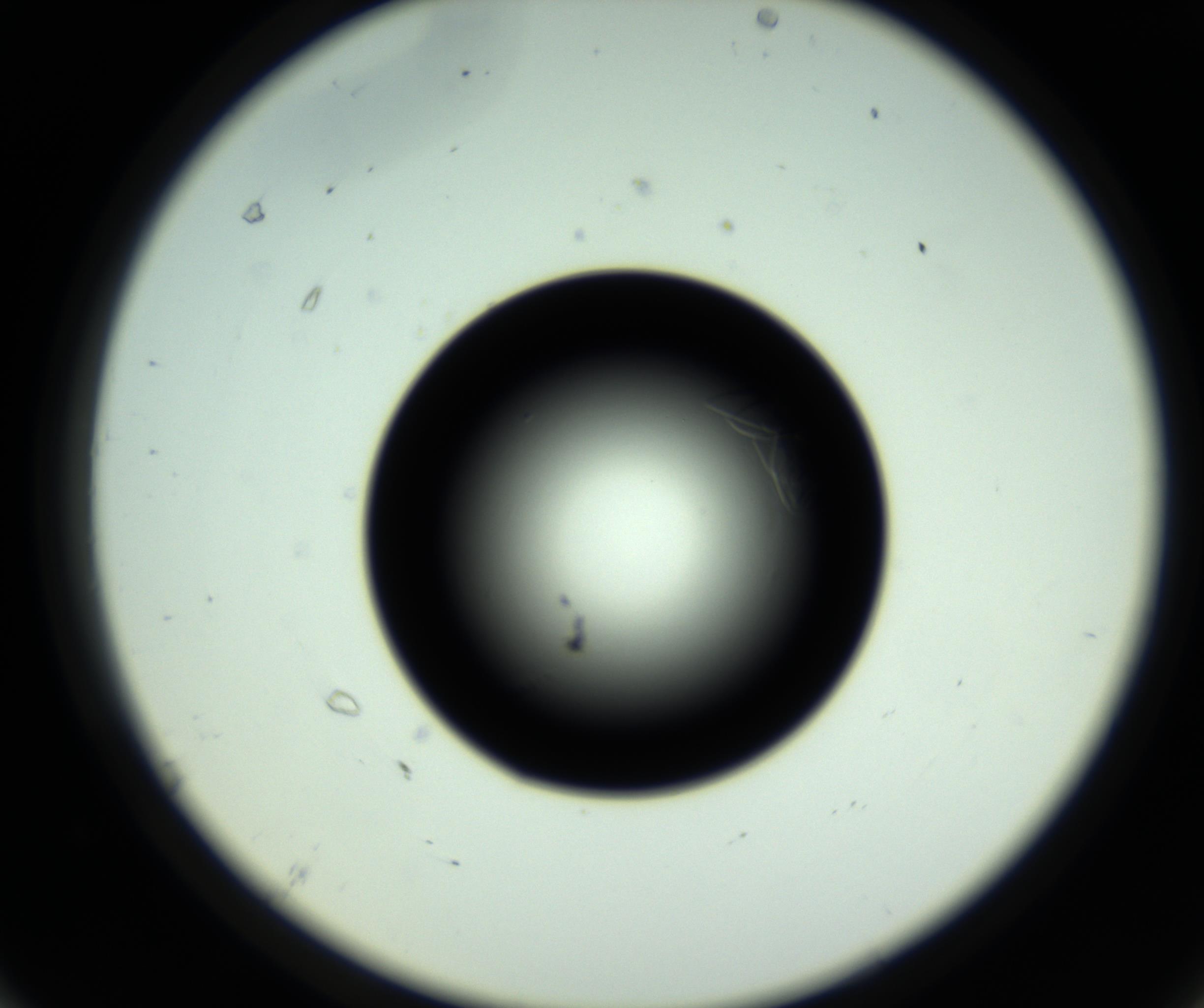 RI01_03_000_0212_Proj1_Clon1_MC_0000MC102717_007_161011_07_06_02_00_98_002_001_RAI.jpg
