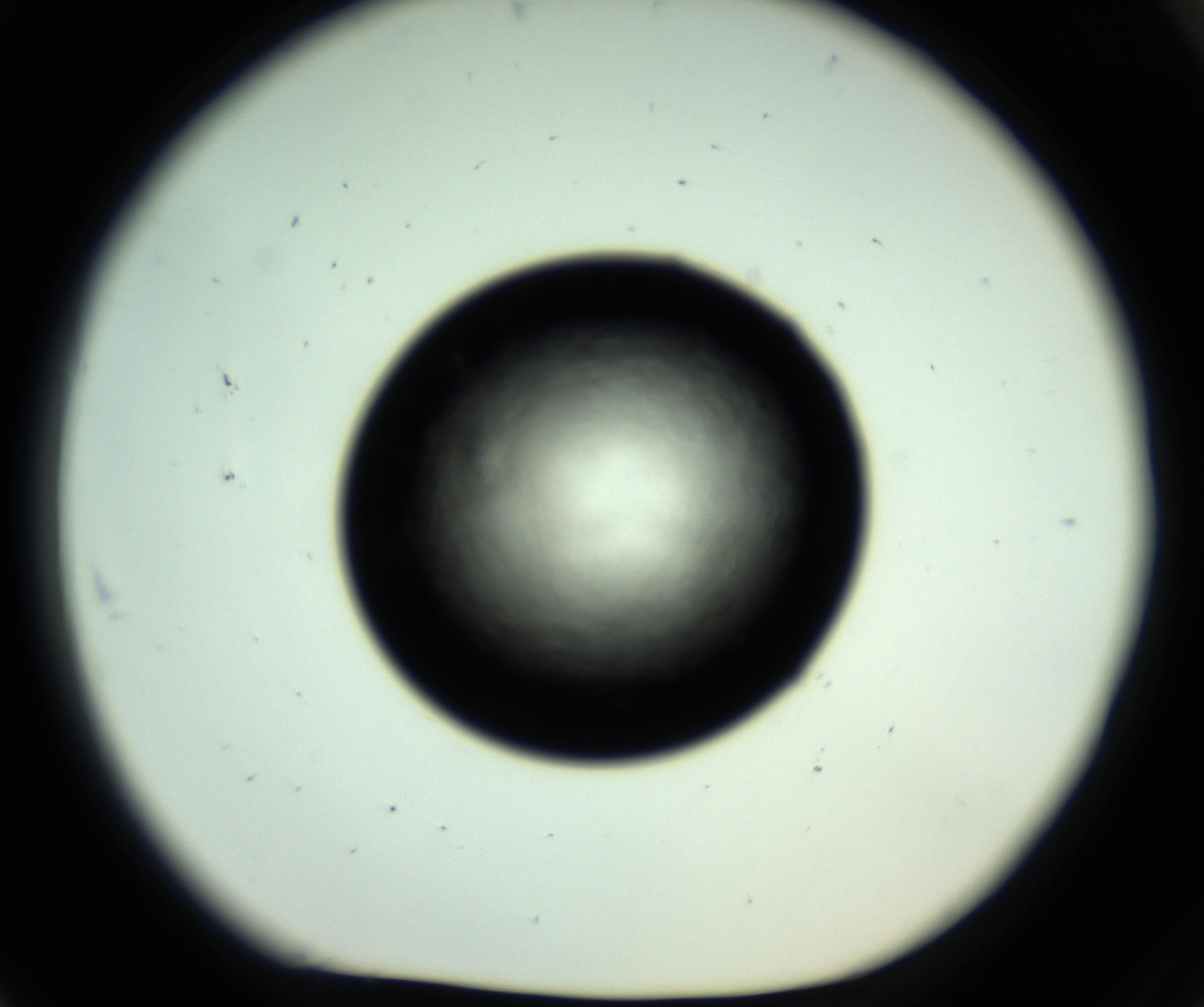 RI01_03_000_0212_Proj1_Clon1_MC_0000MC102717_007_161011_07_08_01_00_98_002_001_RAI.jpg