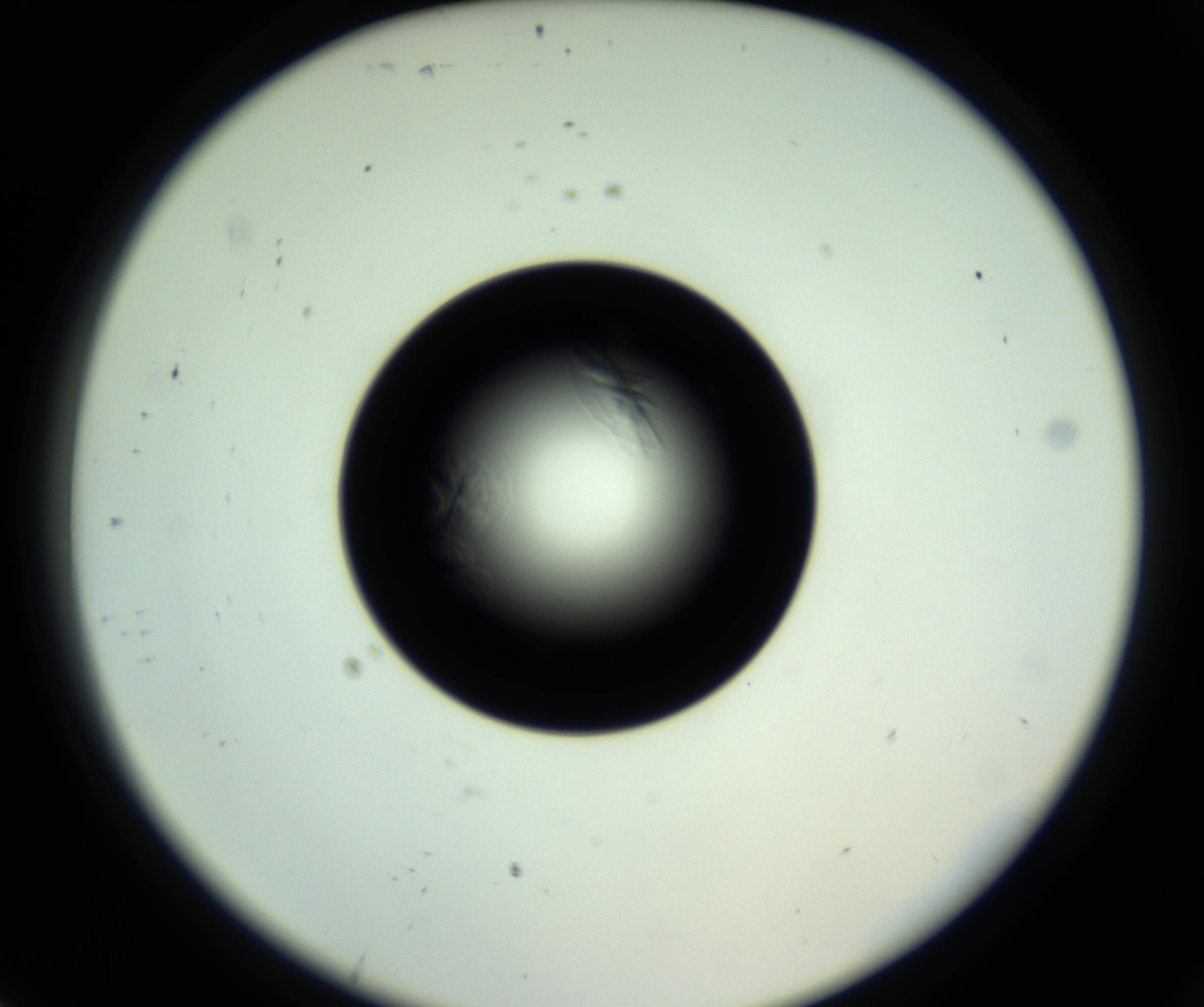 RI01_03_000_0212_Proj1_Clon1_MC_0000MC102717_007_161011_07_08_02_00_98_002_001_RAI.jpg