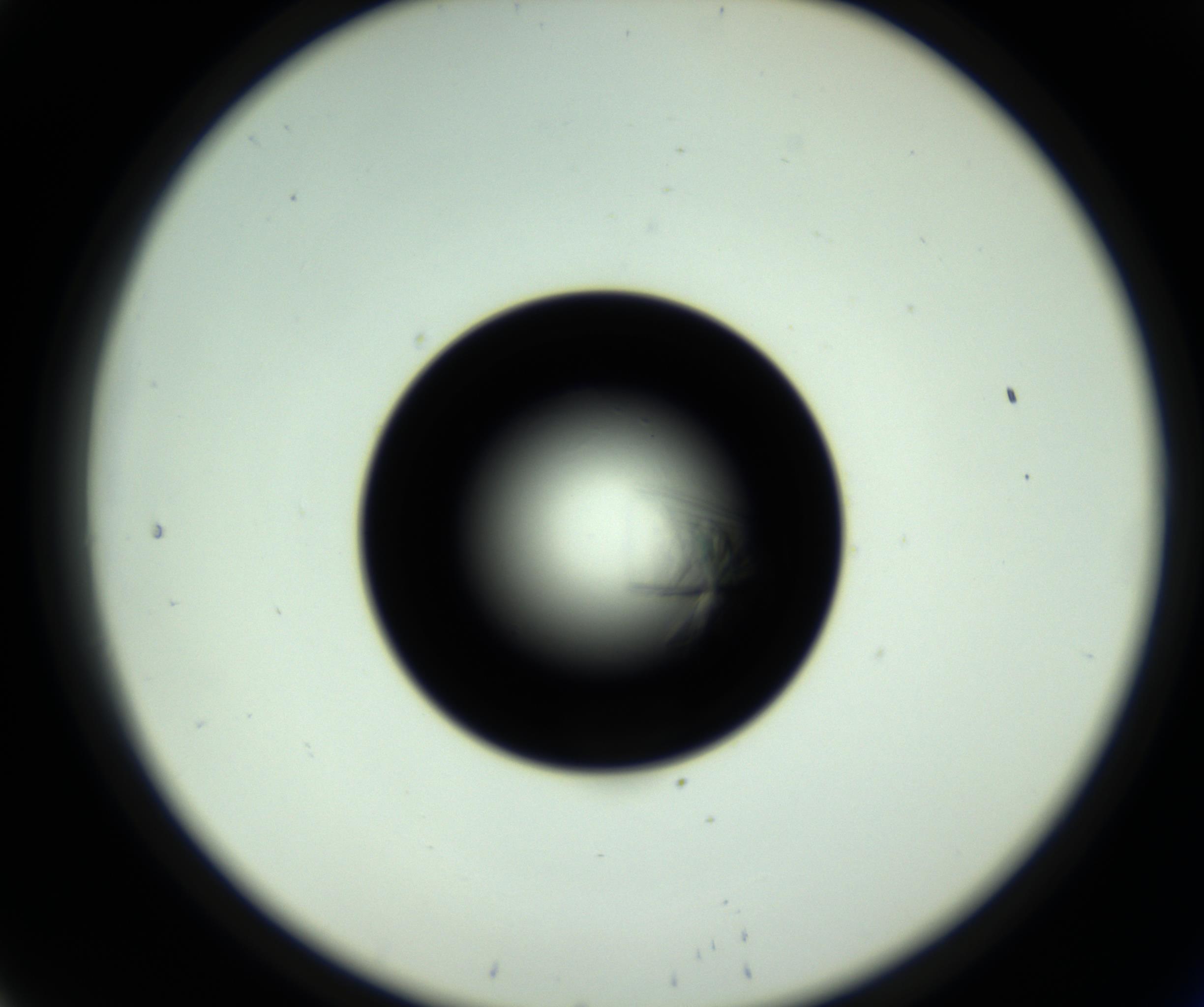 RI01_03_000_0212_Proj1_Clon1_MC_0000MC102717_007_161011_08_02_02_00_98_002_001_RAI.jpg