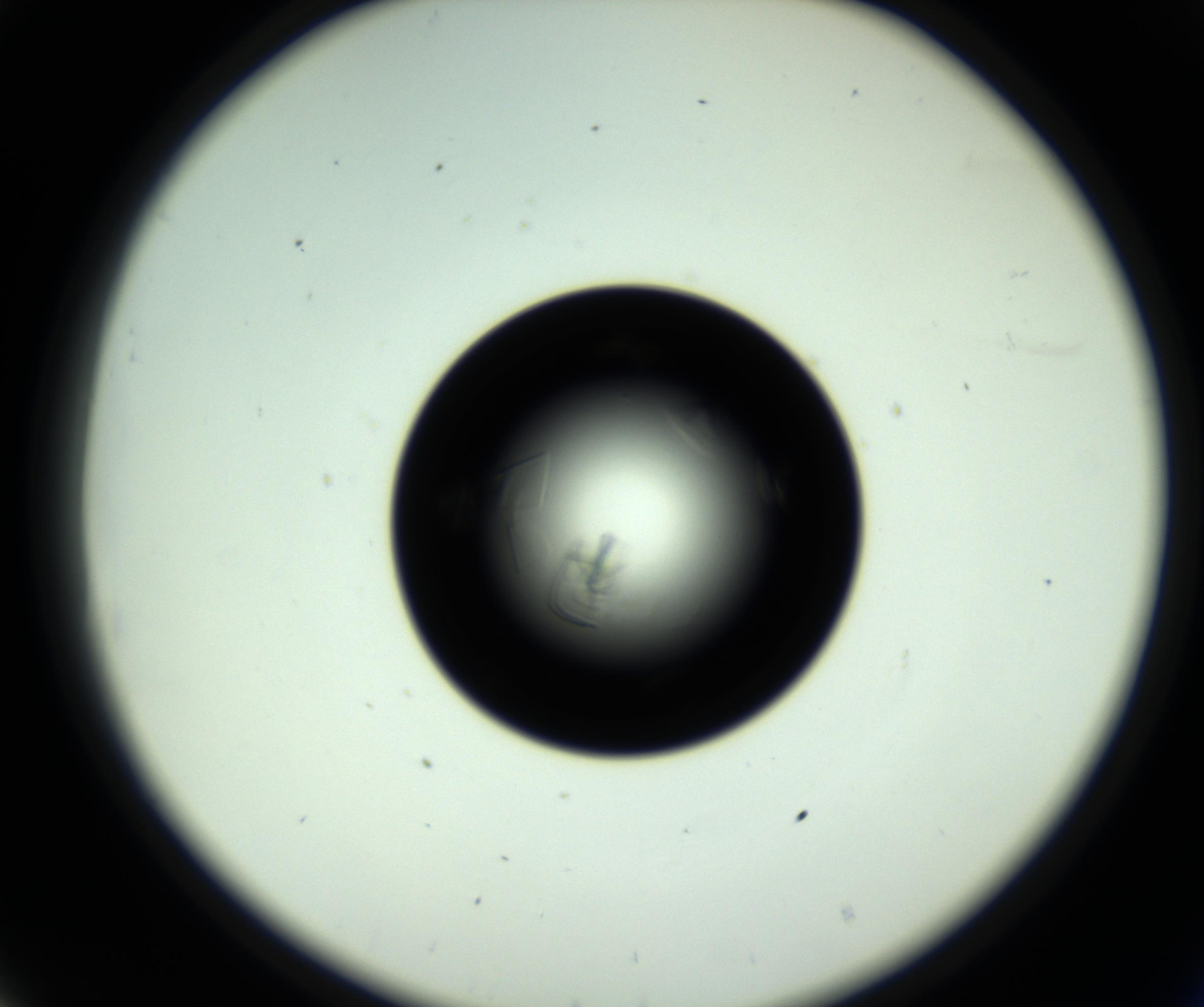 RI01_03_000_0212_Proj1_Clon1_MC_0000MC102717_007_161011_08_03_02_00_98_002_001_RAI.jpg