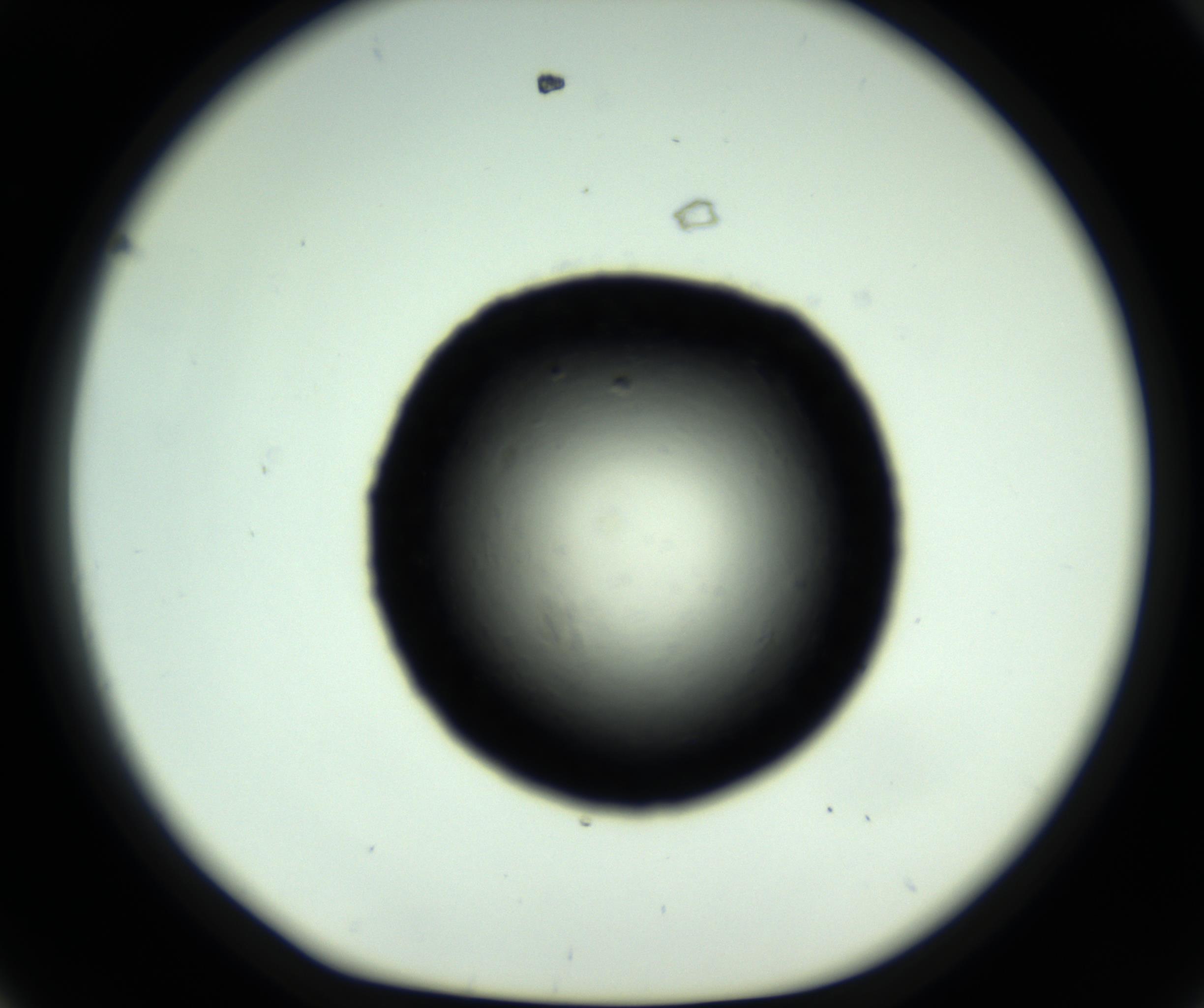 RI01_03_000_0212_Proj1_Clon1_MC_0000MC102717_007_161011_08_04_01_00_98_002_001_RAI.jpg