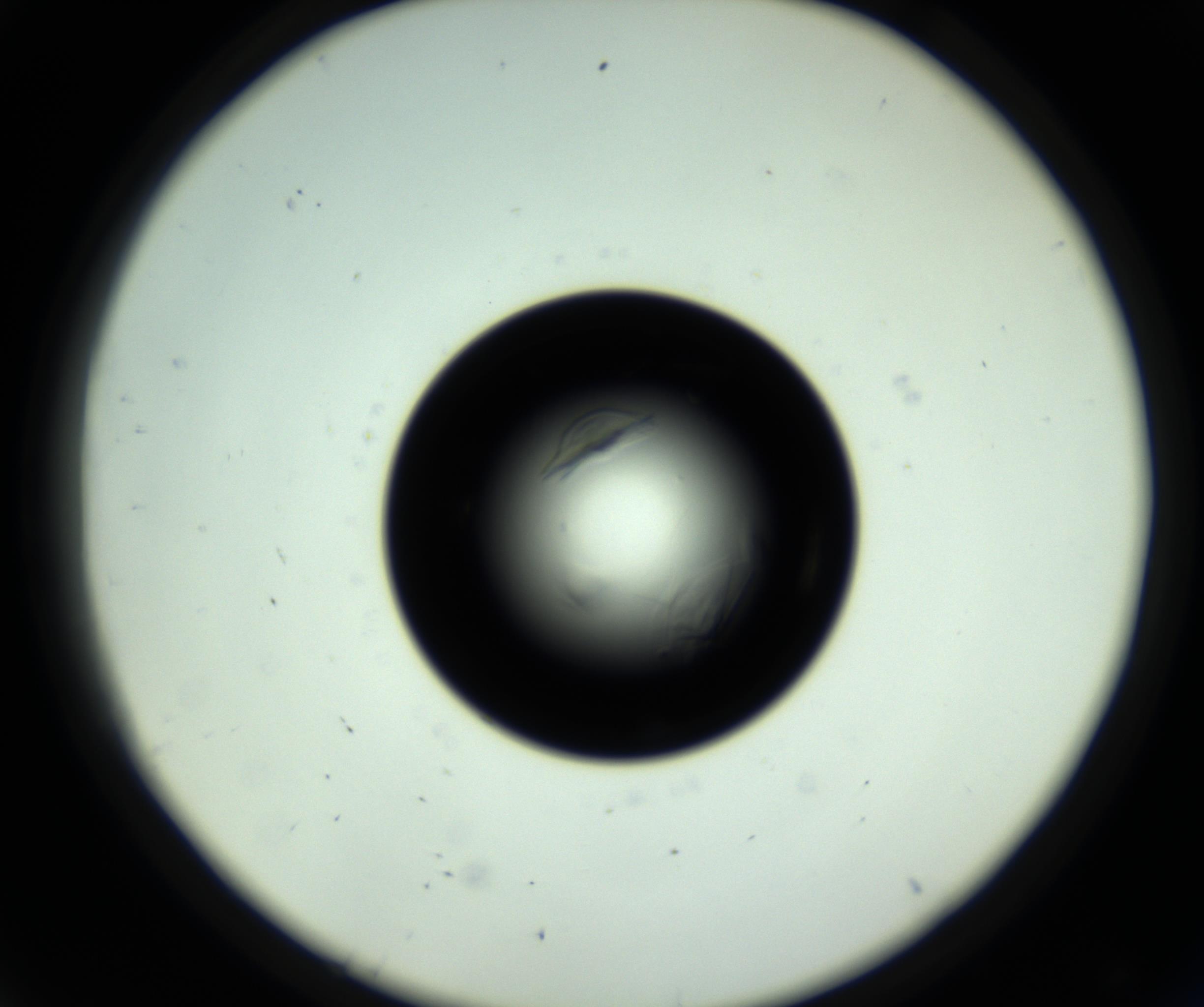 RI01_03_000_0212_Proj1_Clon1_MC_0000MC102717_007_161011_08_04_02_00_98_002_001_RAI.jpg