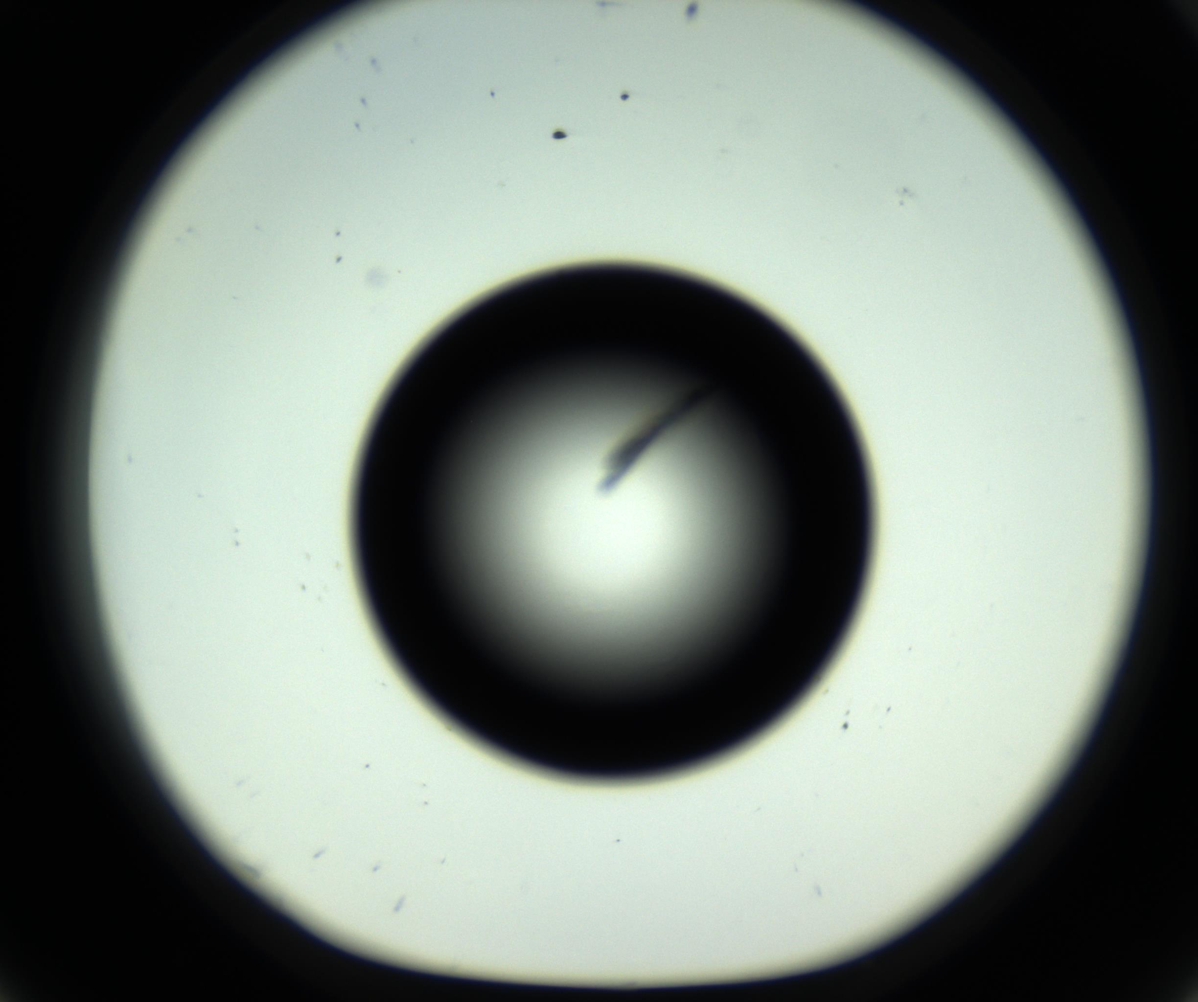 RI01_03_000_0212_Proj1_Clon1_MC_0000MC102717_007_161011_08_05_01_00_98_002_001_RAI.jpg