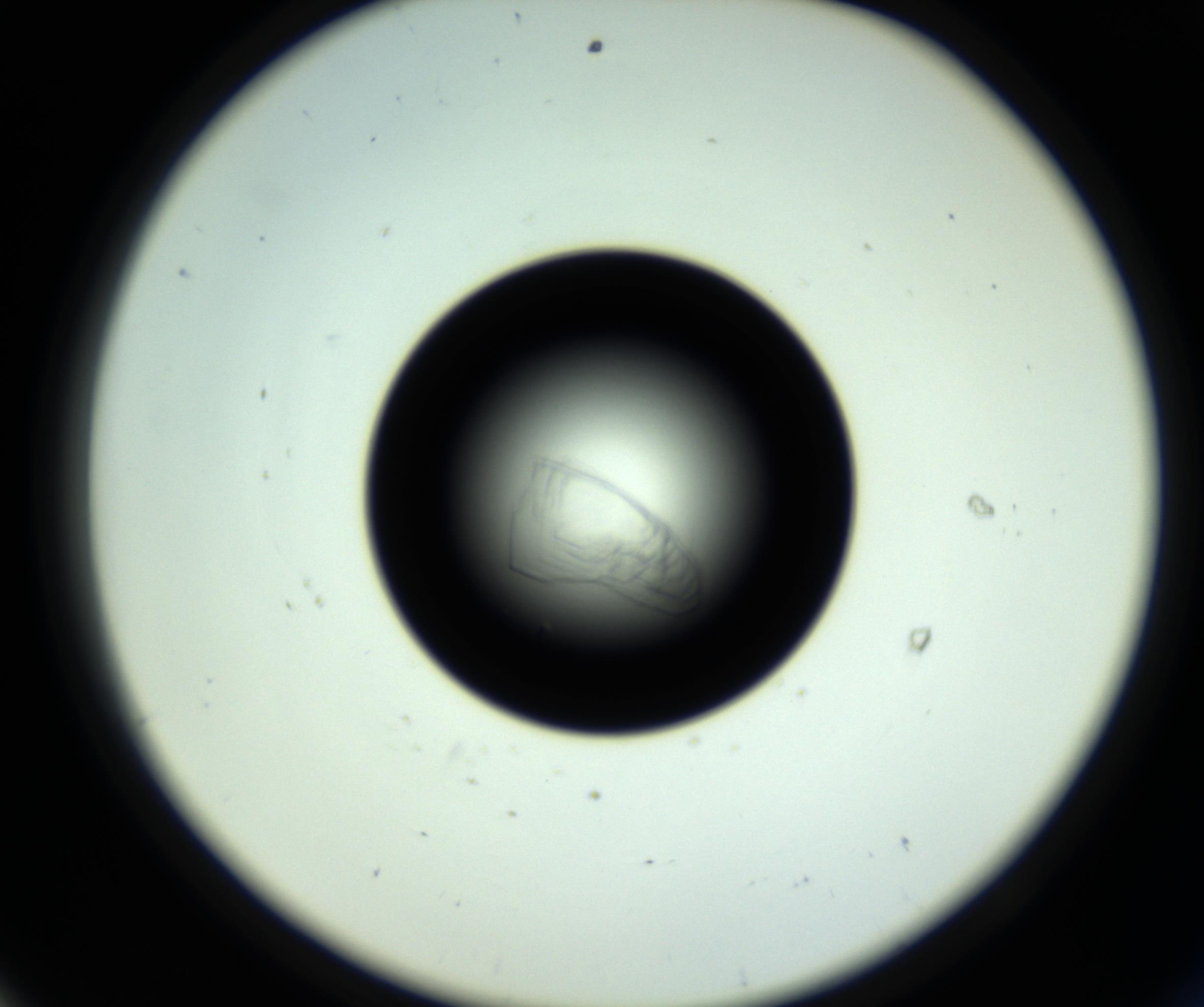RI01_03_000_0212_Proj1_Clon1_MC_0000MC102717_007_161011_08_05_02_00_98_002_001_RAI.jpg