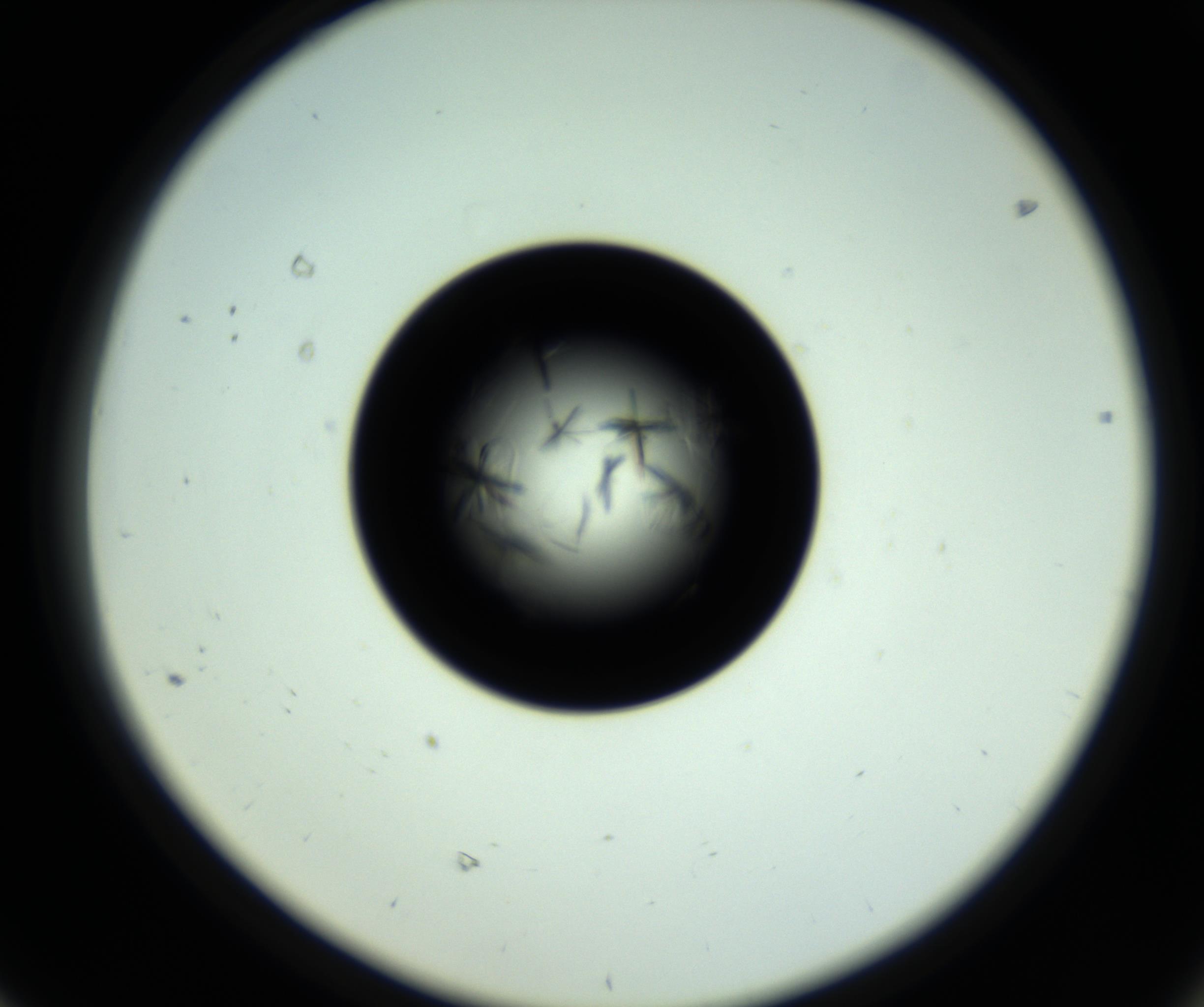 RI01_03_000_0212_Proj1_Clon1_MC_0000MC102717_007_161011_08_06_02_00_98_002_001_RAI.jpg