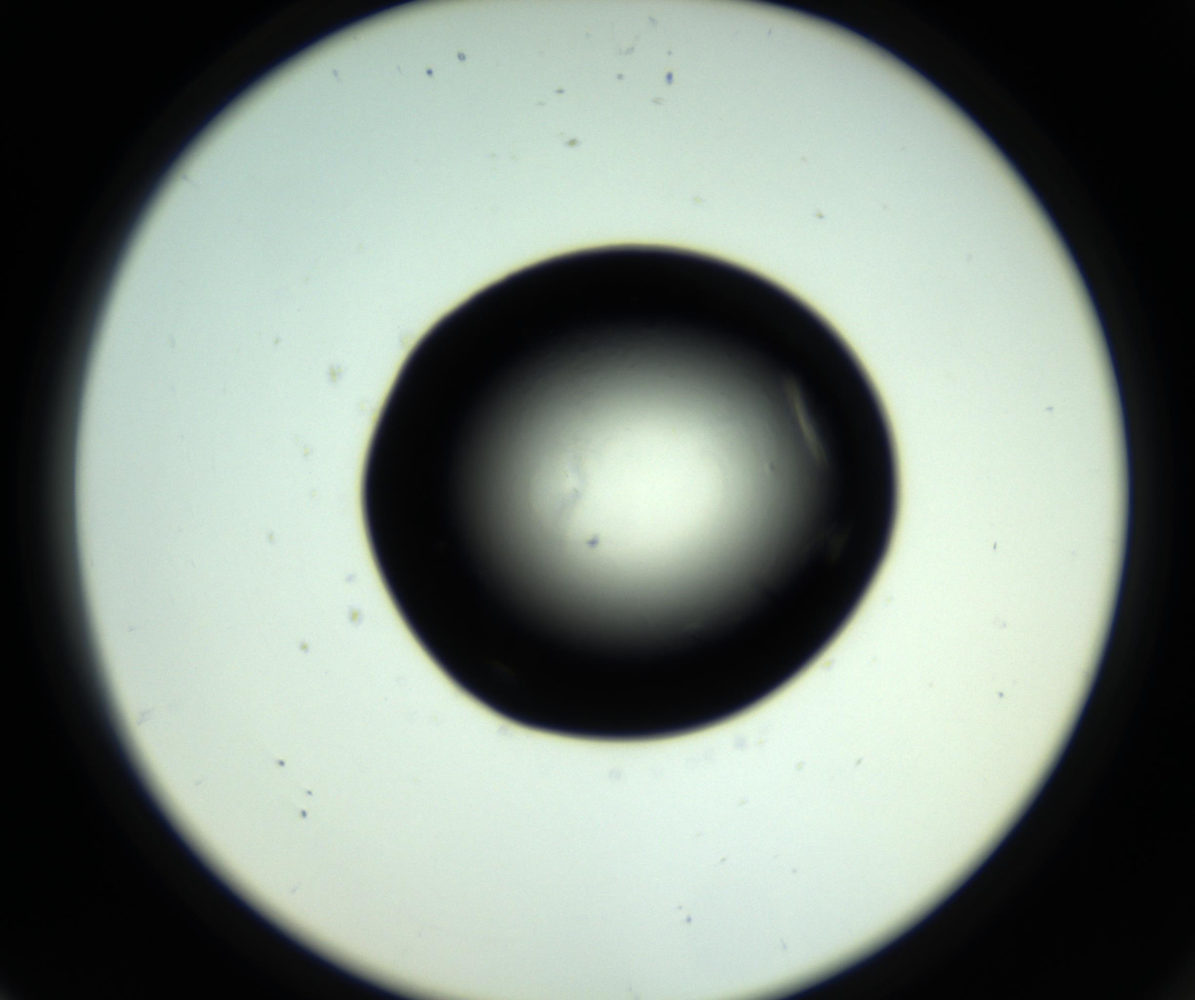 RI01_03_000_0212_Proj1_Clon1_MC_0000MC102717_007_161011_08_07_02_00_98_002_001_RAI.jpg