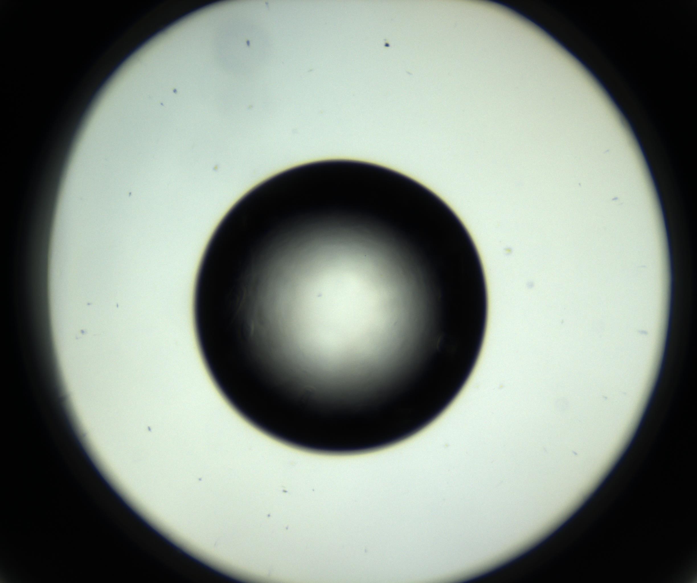 RI01_03_000_0212_Proj1_Clon1_MC_0000MC102717_007_161011_09_04_02_00_98_002_001_RAI.jpg