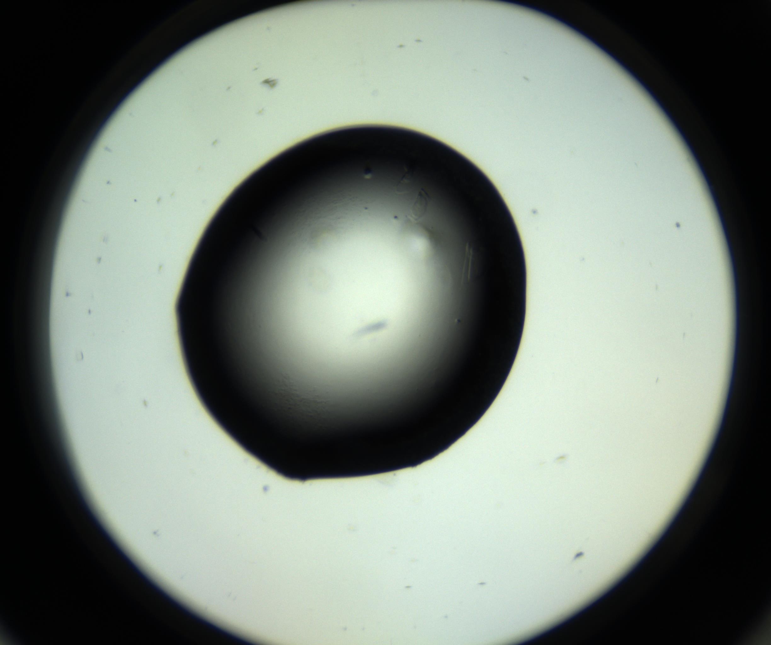 RI01_03_000_0212_Proj1_Clon1_MC_0000MC102717_007_161011_09_08_02_00_98_002_001_RAI.jpg