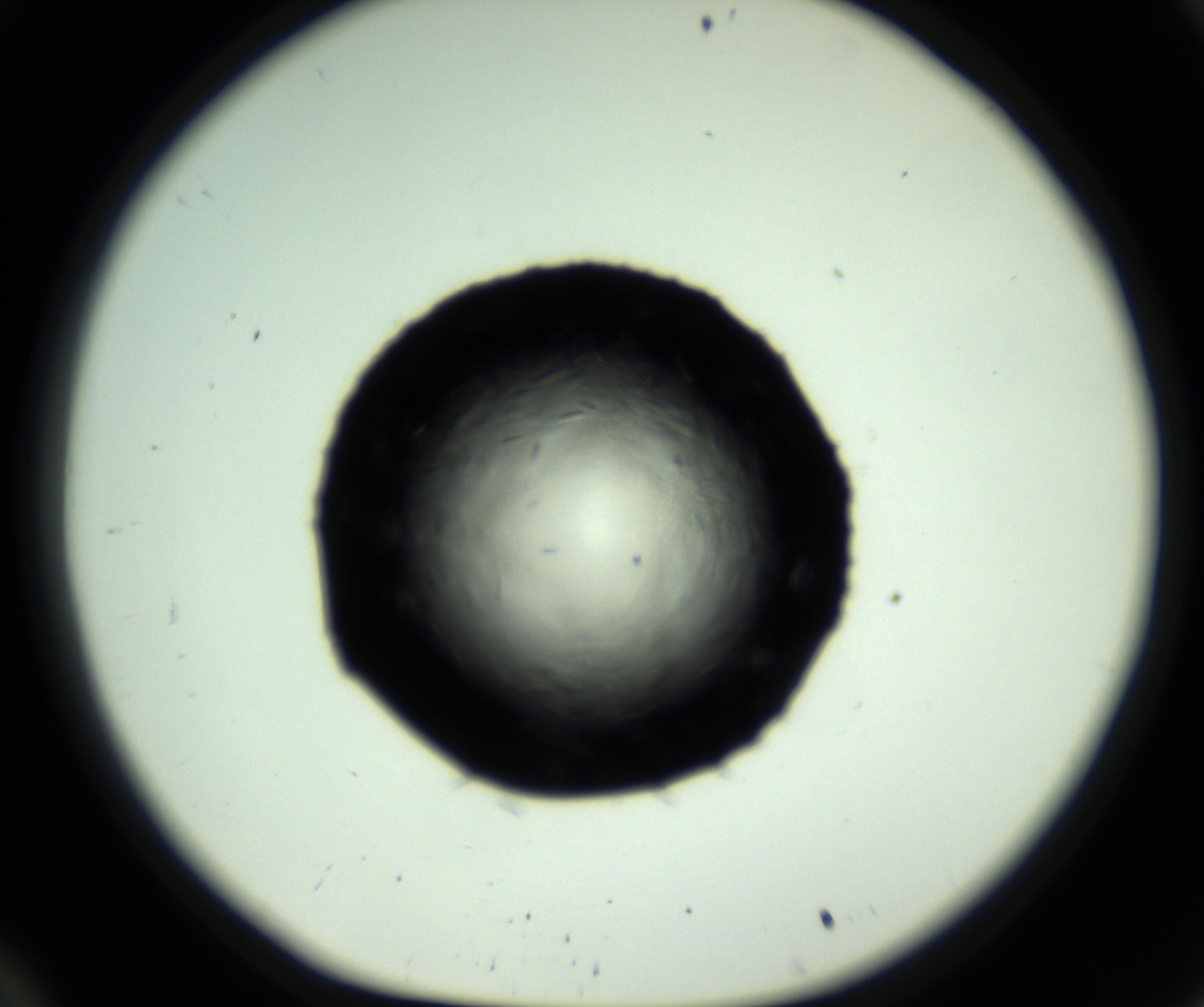 RI01_03_000_0212_Proj1_Clon1_MC_0000MC102717_007_161011_10_03_01_00_98_002_001_RAI.jpg