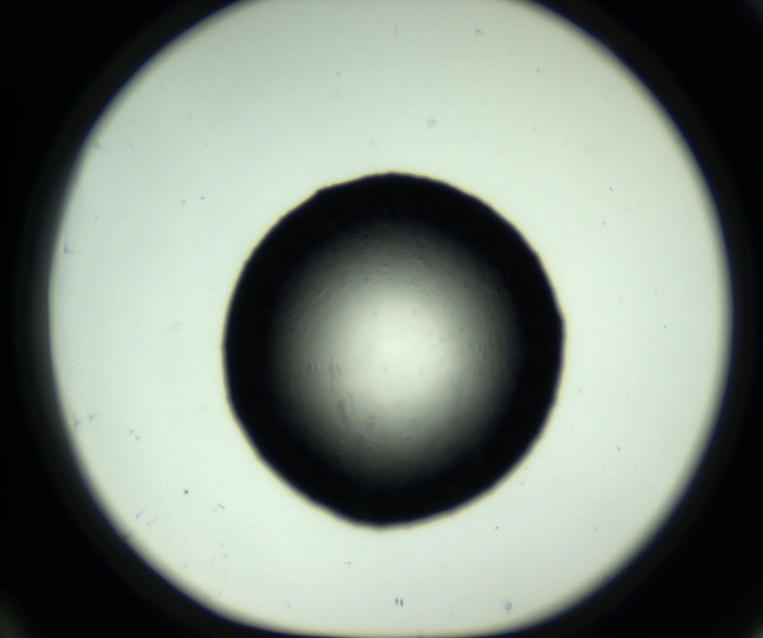 RI01_03_000_0212_Proj1_Clon1_MC_0000MC102717_007_161011_10_04_01_00_98_002_001_RAI.jpg