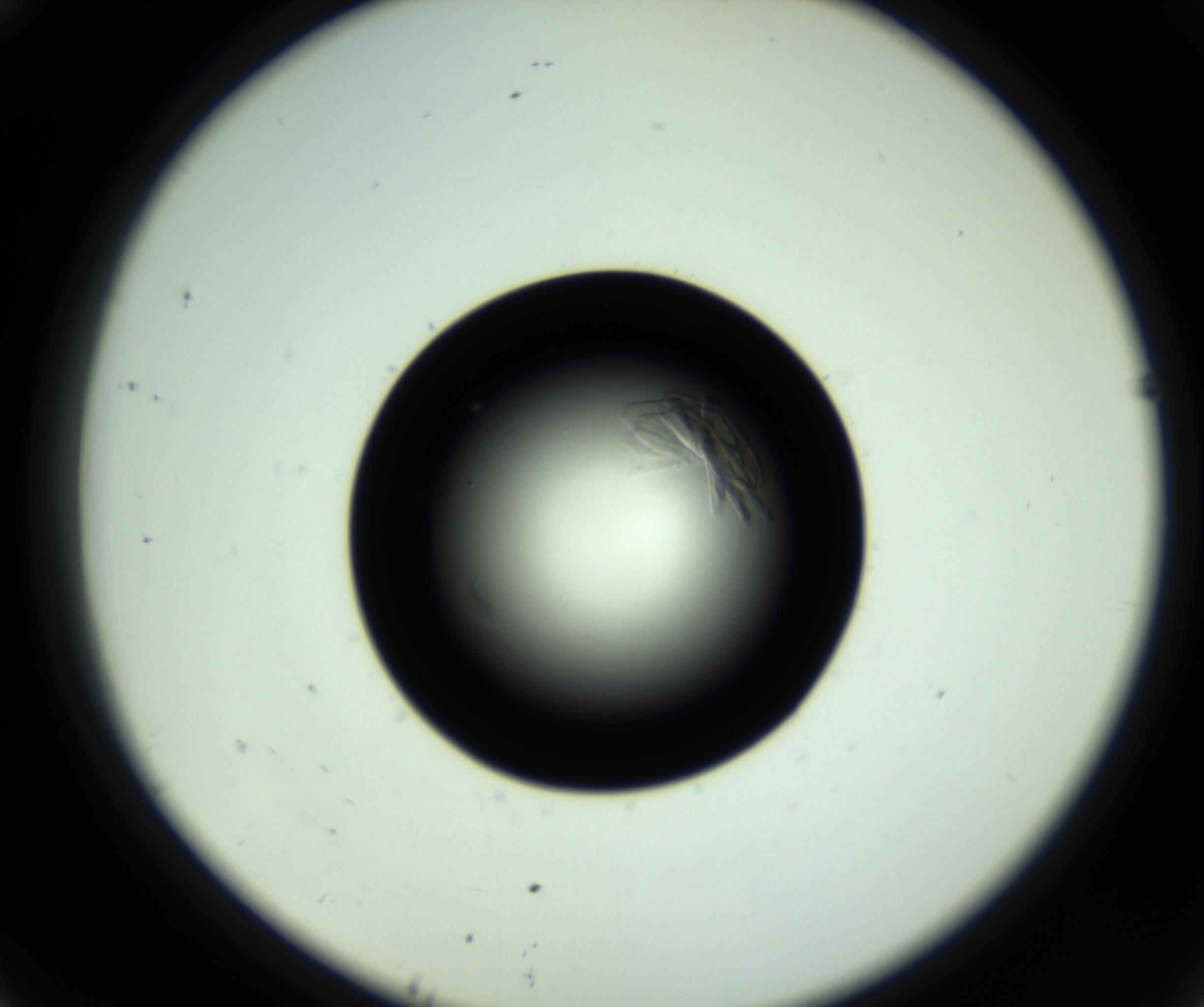 RI01_03_000_0212_Proj1_Clon1_MC_0000MC102717_007_161011_10_04_02_00_98_002_001_RAI.jpg