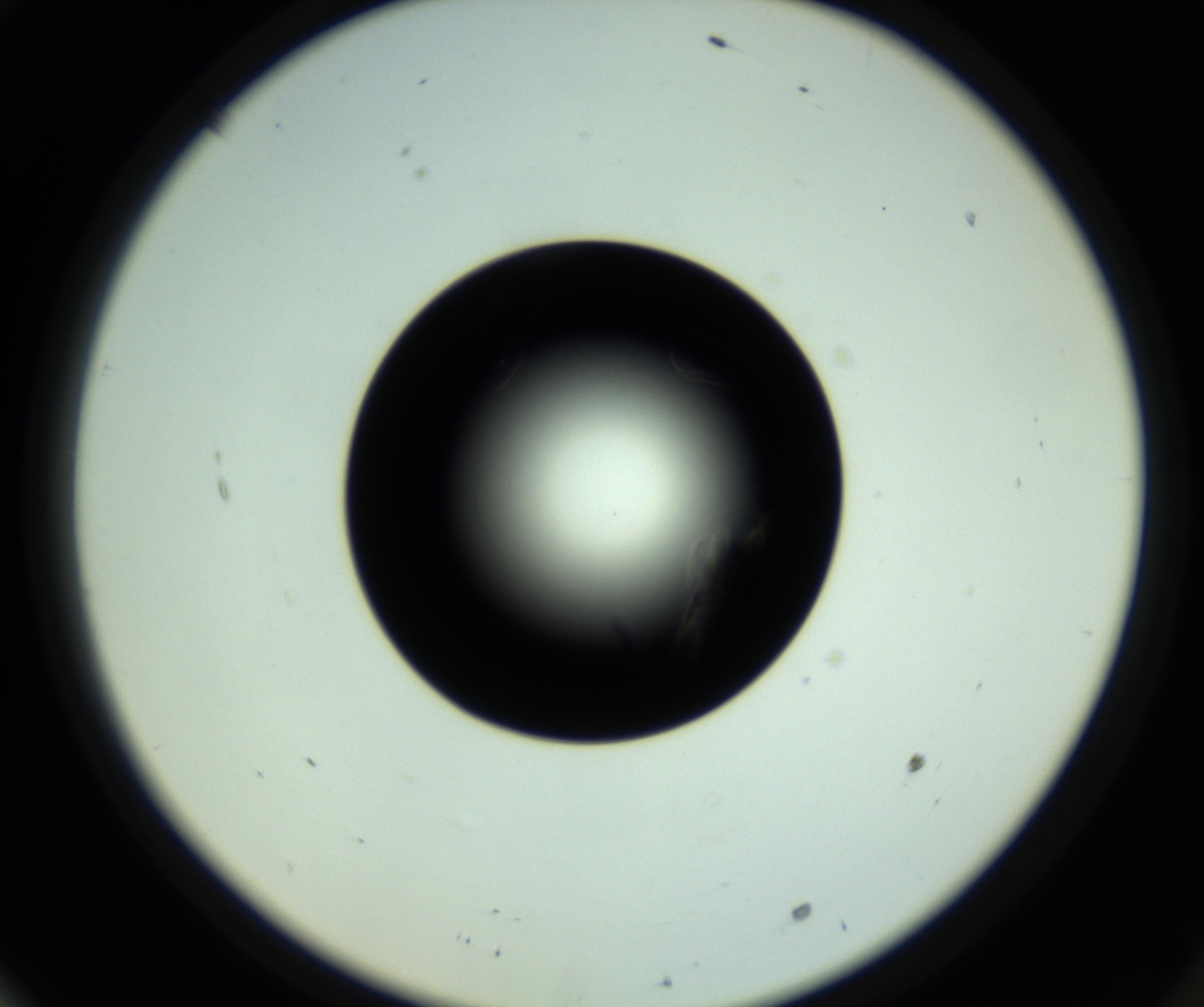 RI01_03_000_0212_Proj1_Clon1_MC_0000MC102717_007_161011_10_06_02_00_98_002_001_RAI.jpg
