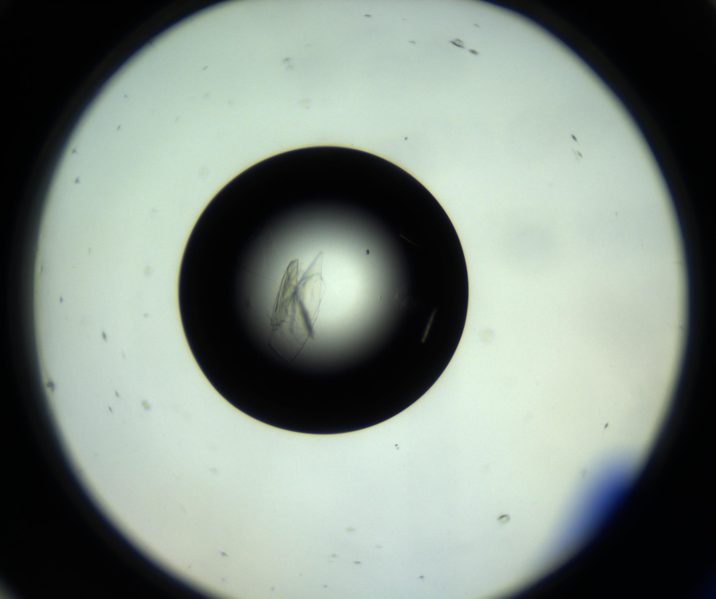 RI01_03_000_0212_Proj1_Clon1_MC_0000MC102717_007_161011_10_08_02_00_98_002_001_RAI.jpg