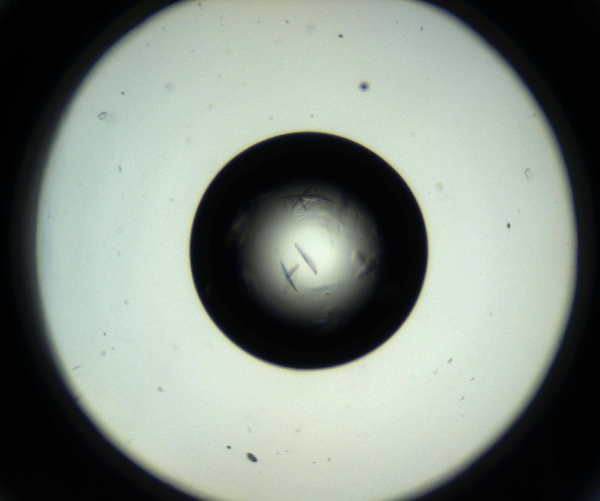 RI01_03_000_0212_Proj1_Clon1_MC_0000MC102717_007_161011_11_03_02_00_98_002_001_RAI.jpg