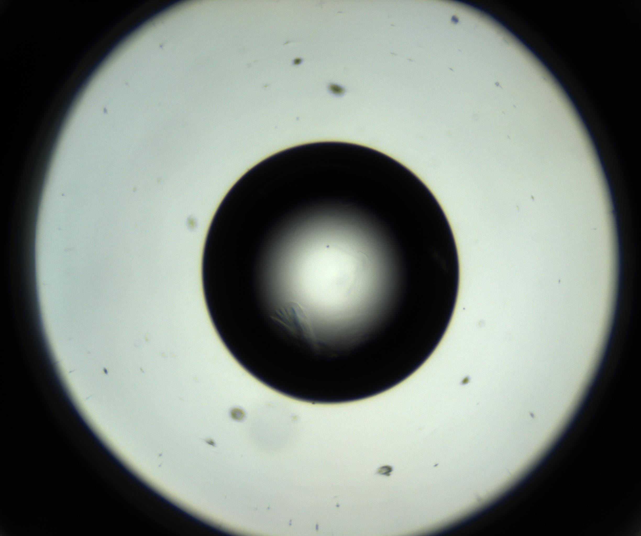 RI01_03_000_0212_Proj1_Clon1_MC_0000MC102717_007_161011_11_04_02_00_98_002_001_RAI.jpg