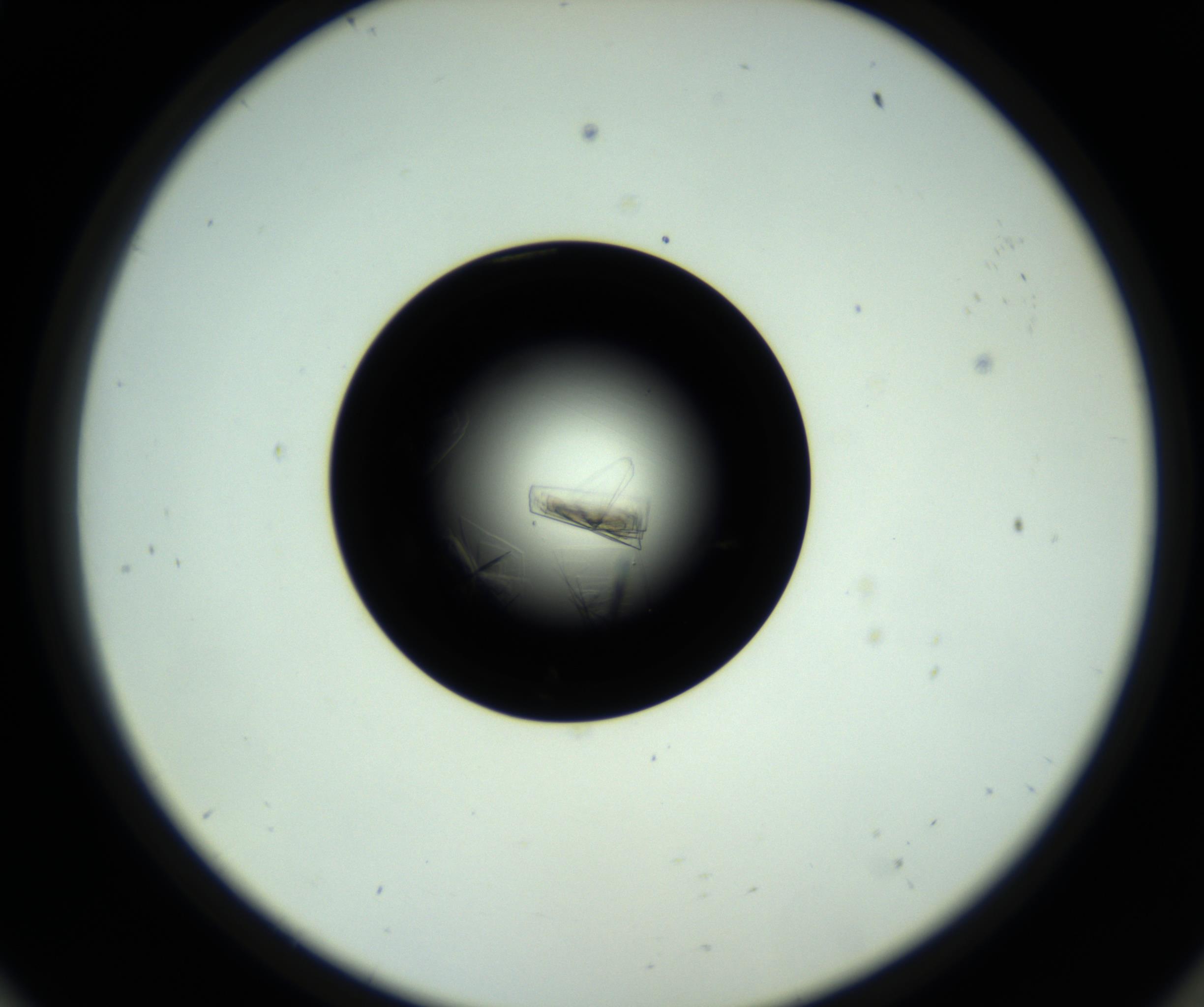RI01_03_000_0212_Proj1_Clon1_MC_0000MC102717_007_161011_11_05_02_00_98_002_001_RAI.jpg