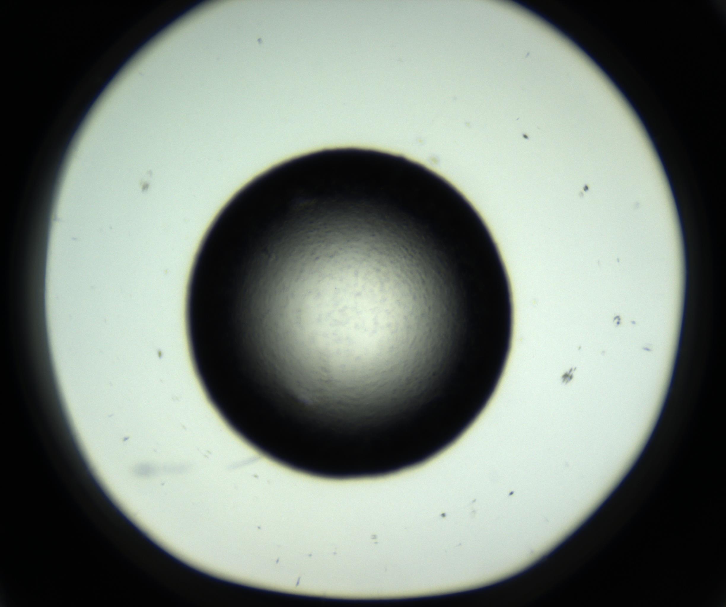 RI01_03_000_0212_Proj1_Clon1_MC_0000MC102717_007_161011_11_06_01_00_98_002_001_RAI.jpg