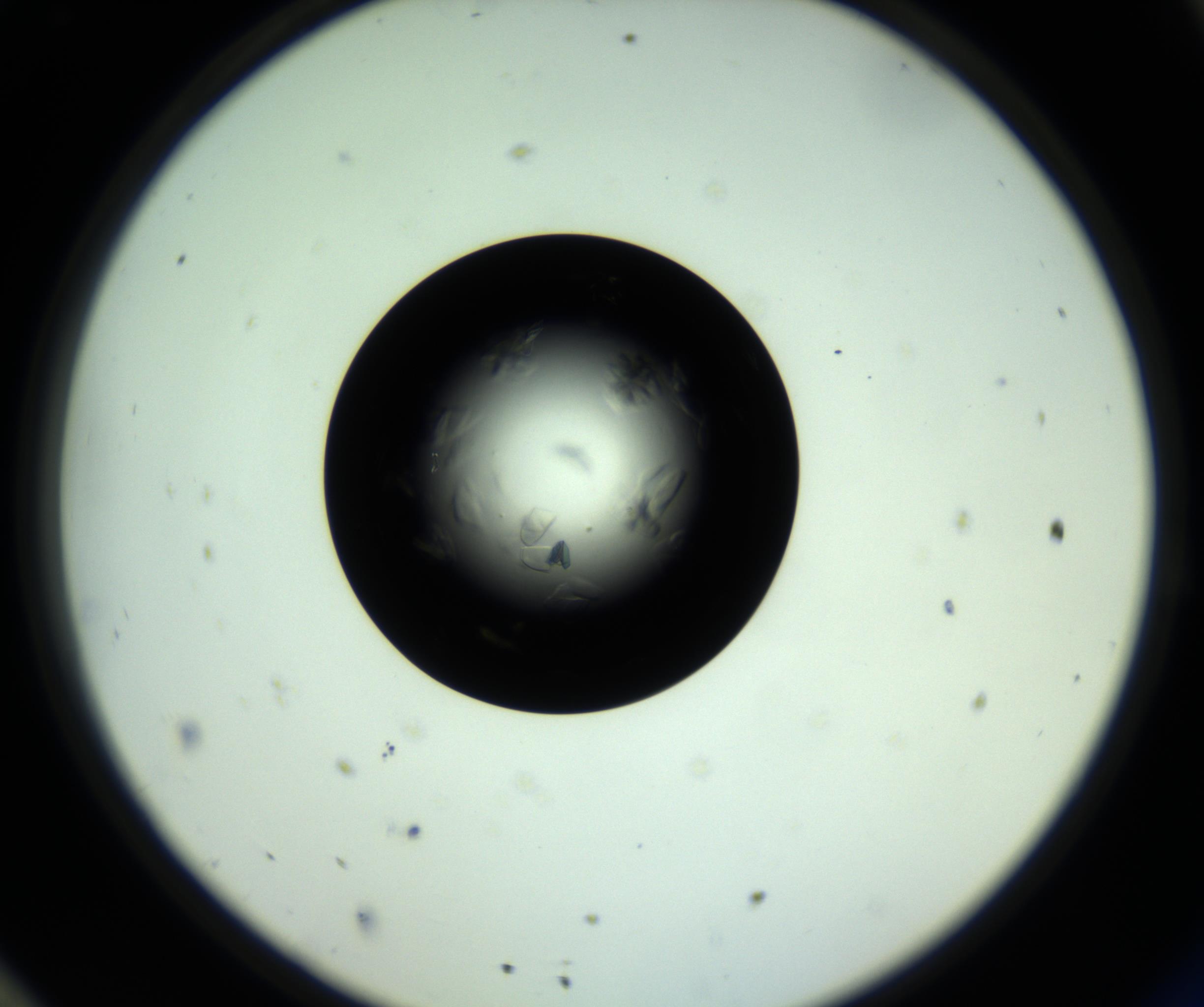 RI01_03_000_0212_Proj1_Clon1_MC_0000MC102717_007_161011_11_08_02_00_98_002_001_RAI.jpg