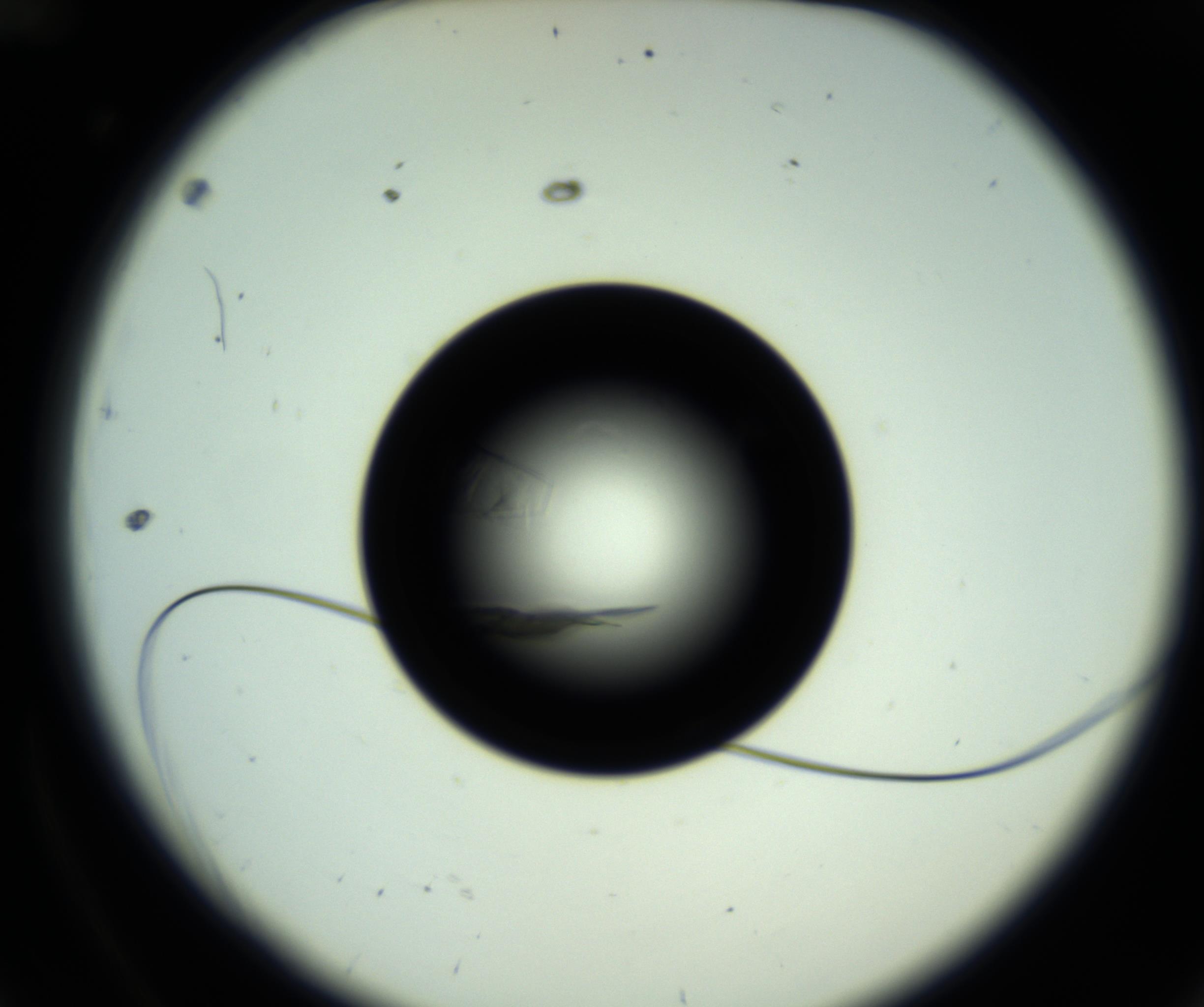 RI01_03_000_0212_Proj1_Clon1_MC_0000MC102717_007_161011_12_01_02_00_98_002_001_RAI.jpg