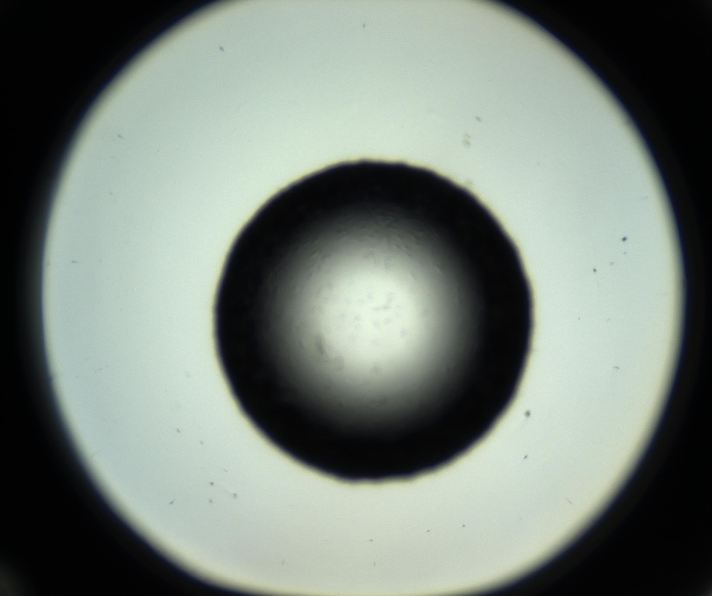 RI01_03_000_0212_Proj1_Clon1_MC_0000MC102717_007_161011_12_03_01_00_98_002_001_RAI.jpg