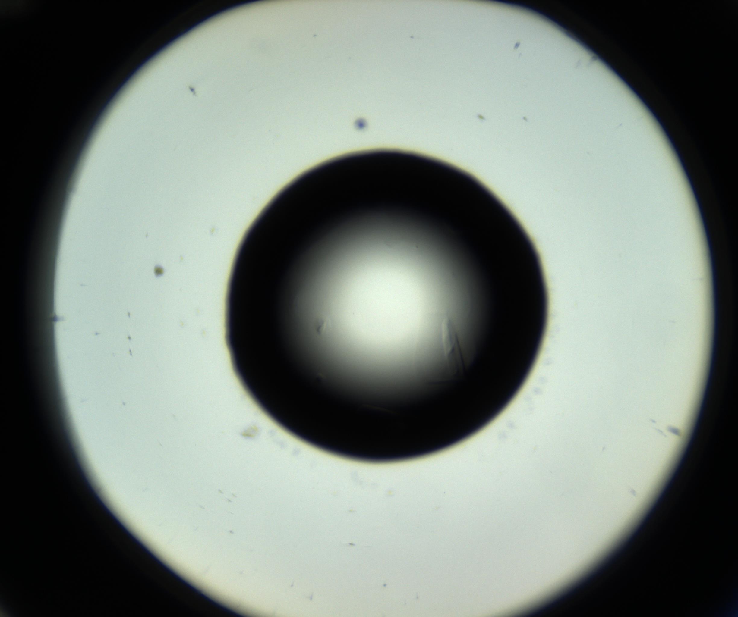 RI01_03_000_0212_Proj1_Clon1_MC_0000MC102717_007_161011_12_03_02_00_98_002_001_RAI.jpg