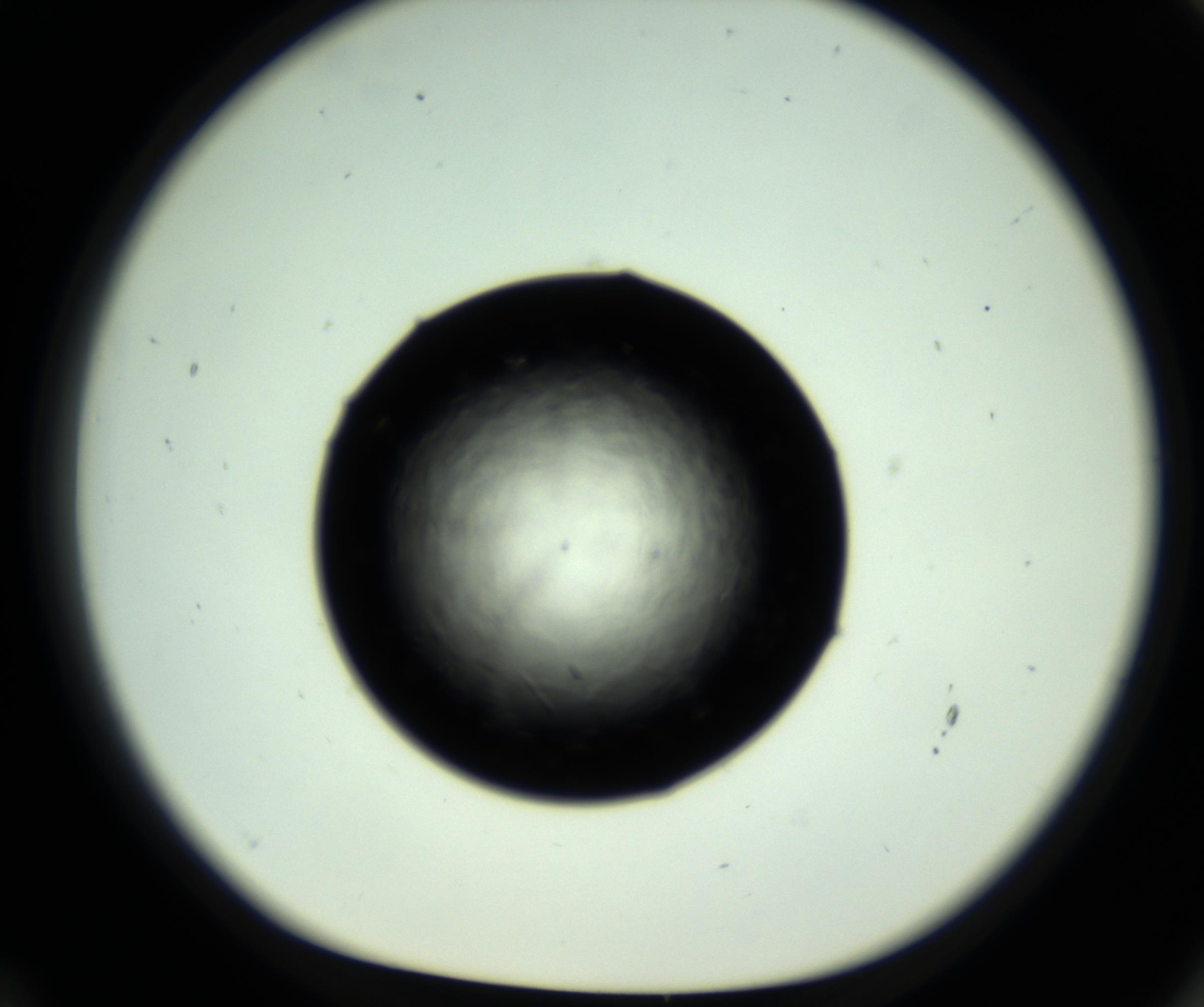 RI01_03_000_0212_Proj1_Clon1_MC_0000MC102717_007_161011_12_06_01_00_98_002_001_RAI.jpg