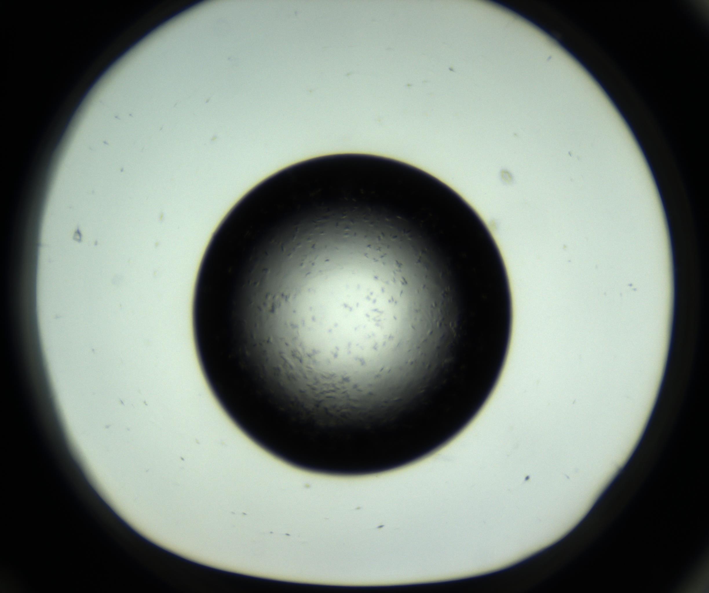 RI01_03_000_0212_Proj1_Clon1_MC_0000MC102717_007_161011_12_07_01_00_98_002_001_RAI.jpg