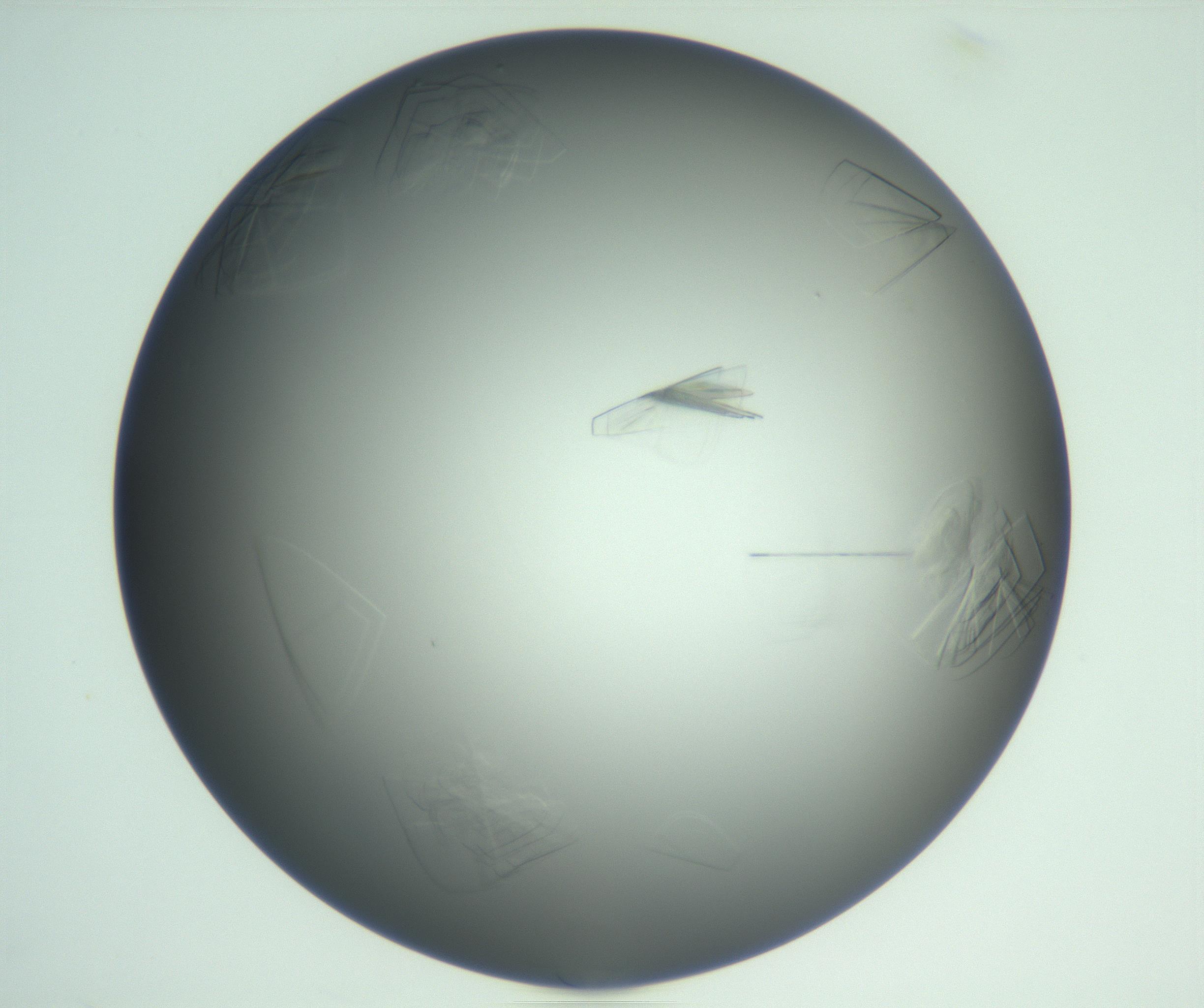 RI01_03_000_0212_Proj1_Clon1_MC_0000MC102717_013_161122_03_01_02_00_99_002_001_RAI.jpg