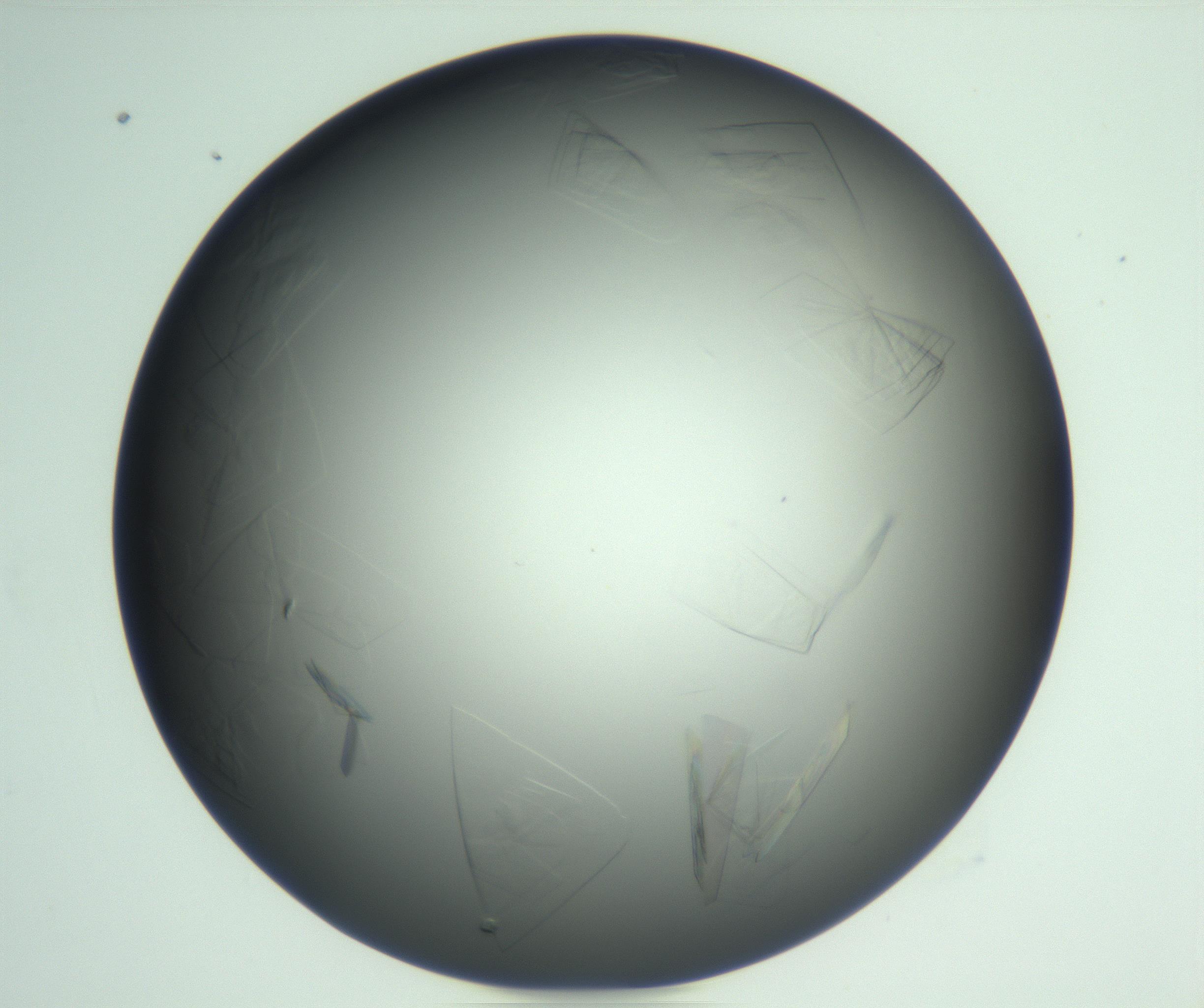 RI01_03_000_0212_Proj1_Clon1_MC_0000MC102717_013_161122_04_02_02_00_99_002_001_RAI.jpg